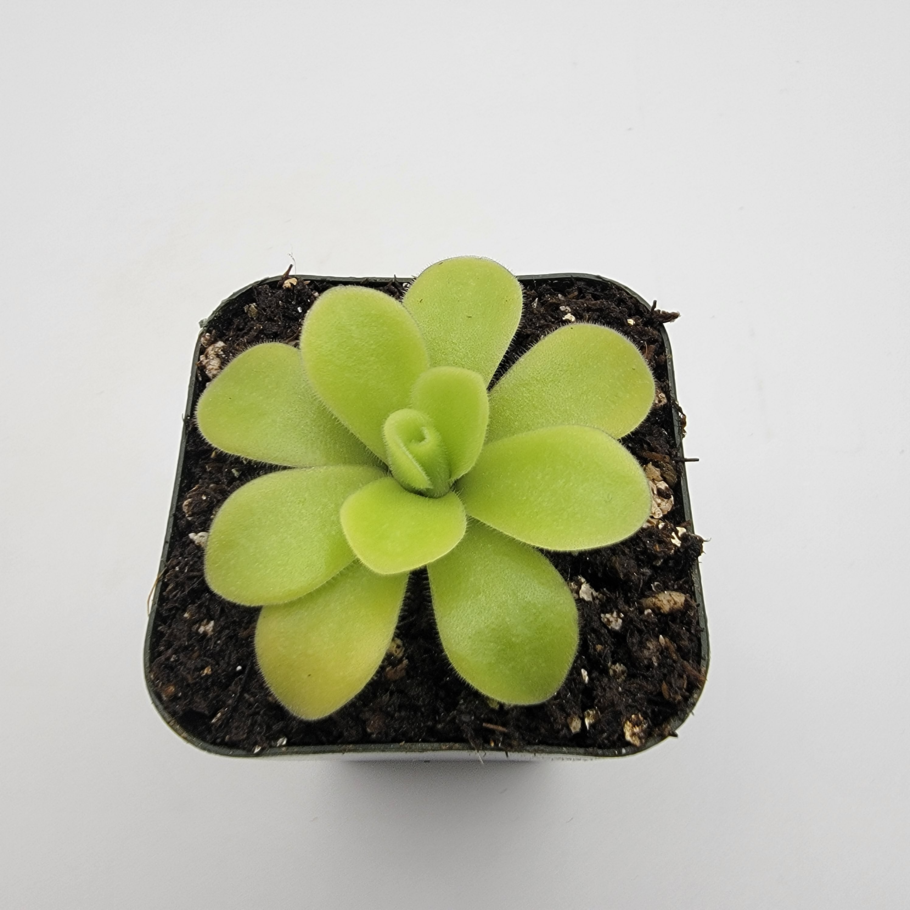 Pinguicula sp. Alfred Lau #13 -Butterworts -Rainbow Carnivorous Plants LLC