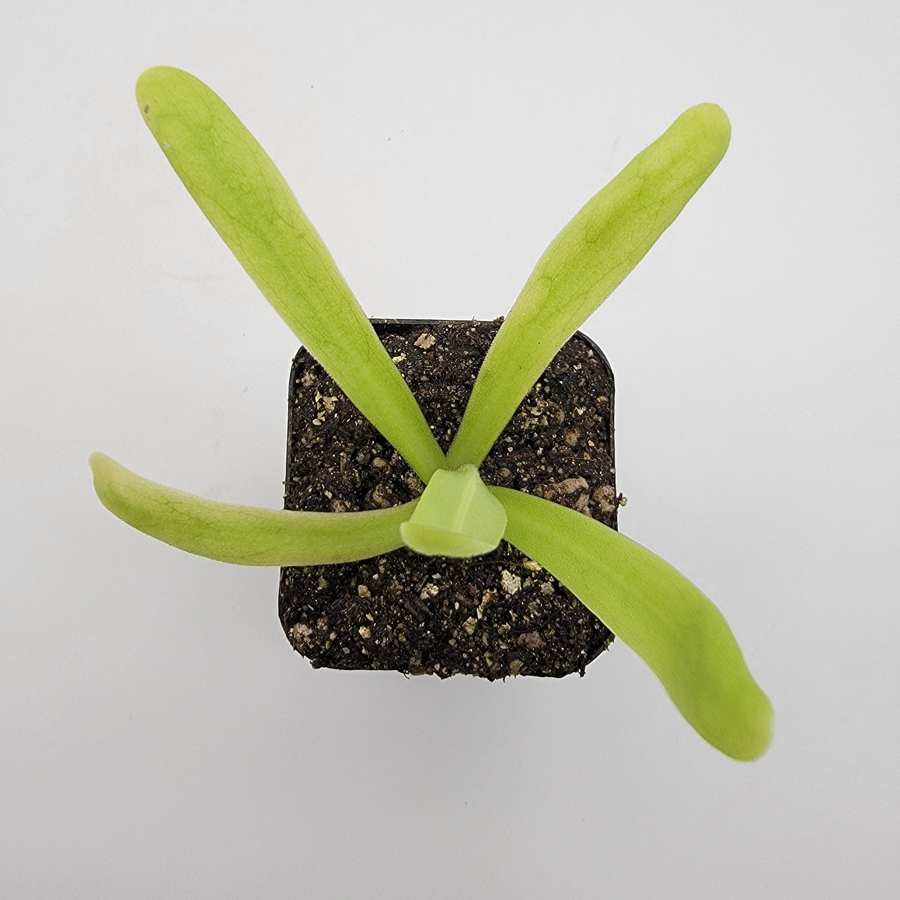 Pinguicula 'Apasionada' -Butterworts -Rainbow Carnivorous Plants LLC