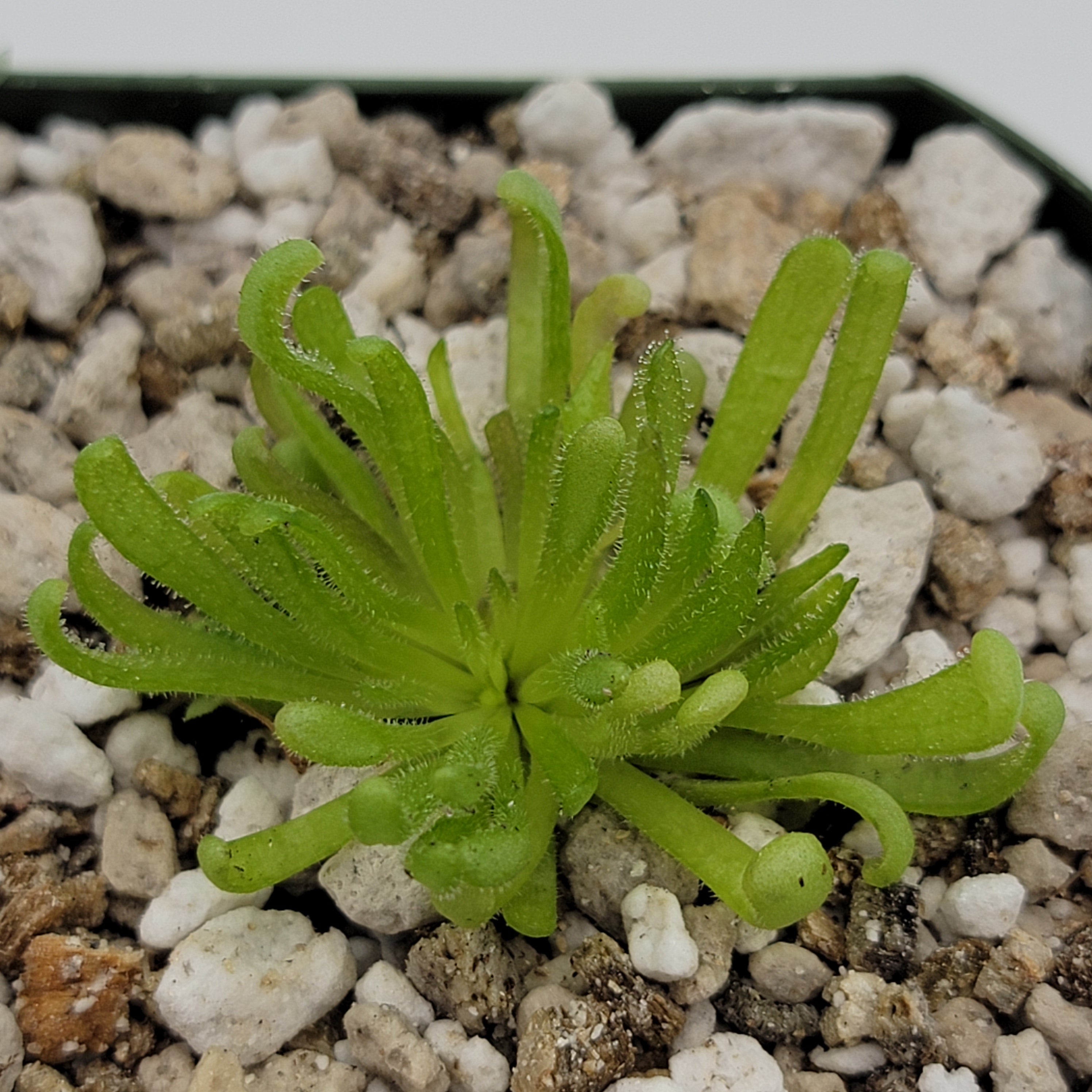 Pinguicula "Baby Medusa" -Butterworts -Rainbow Carnivorous Plants LLC