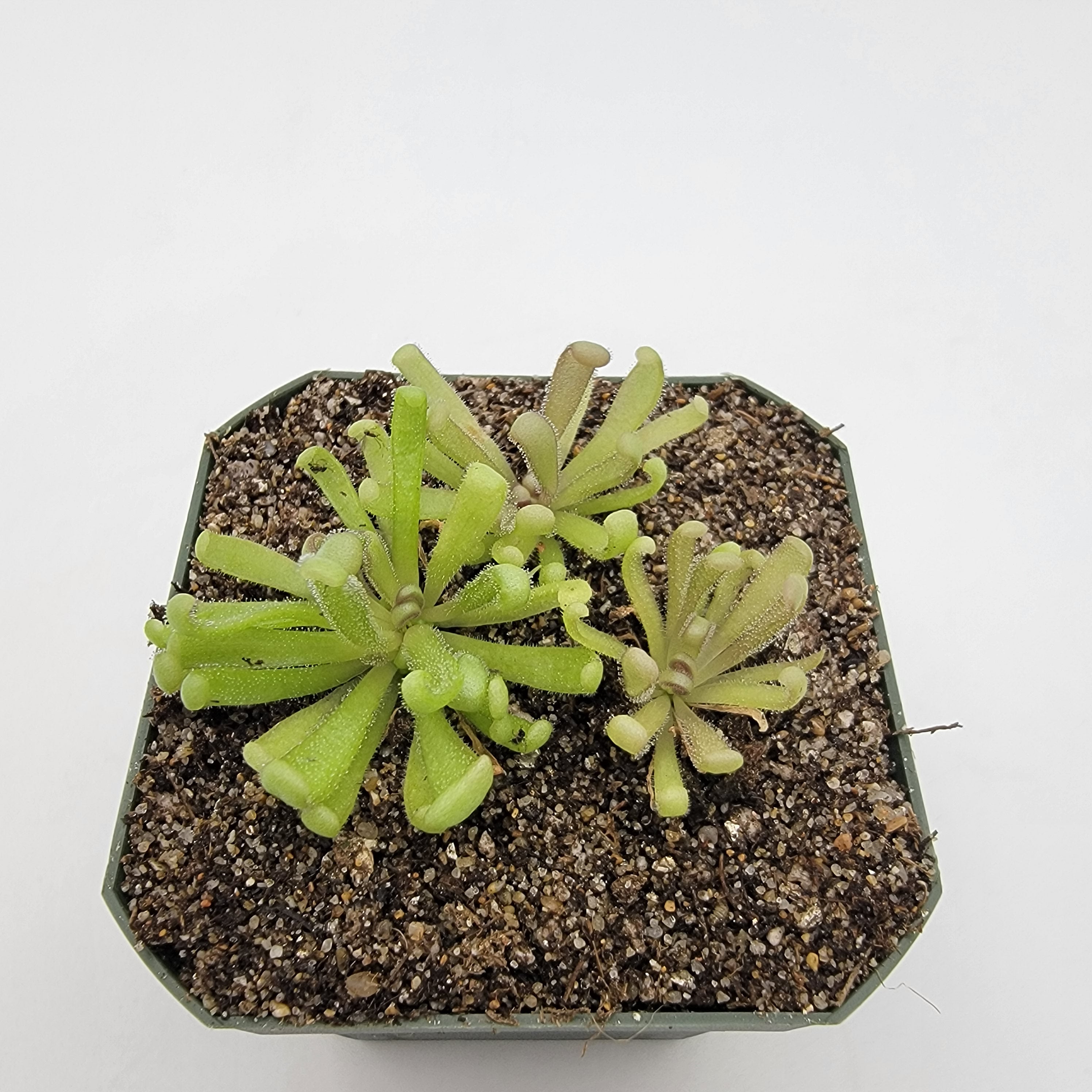 Pinguicula "Baby Medusa" -Butterworts -Rainbow Carnivorous Plants LLC