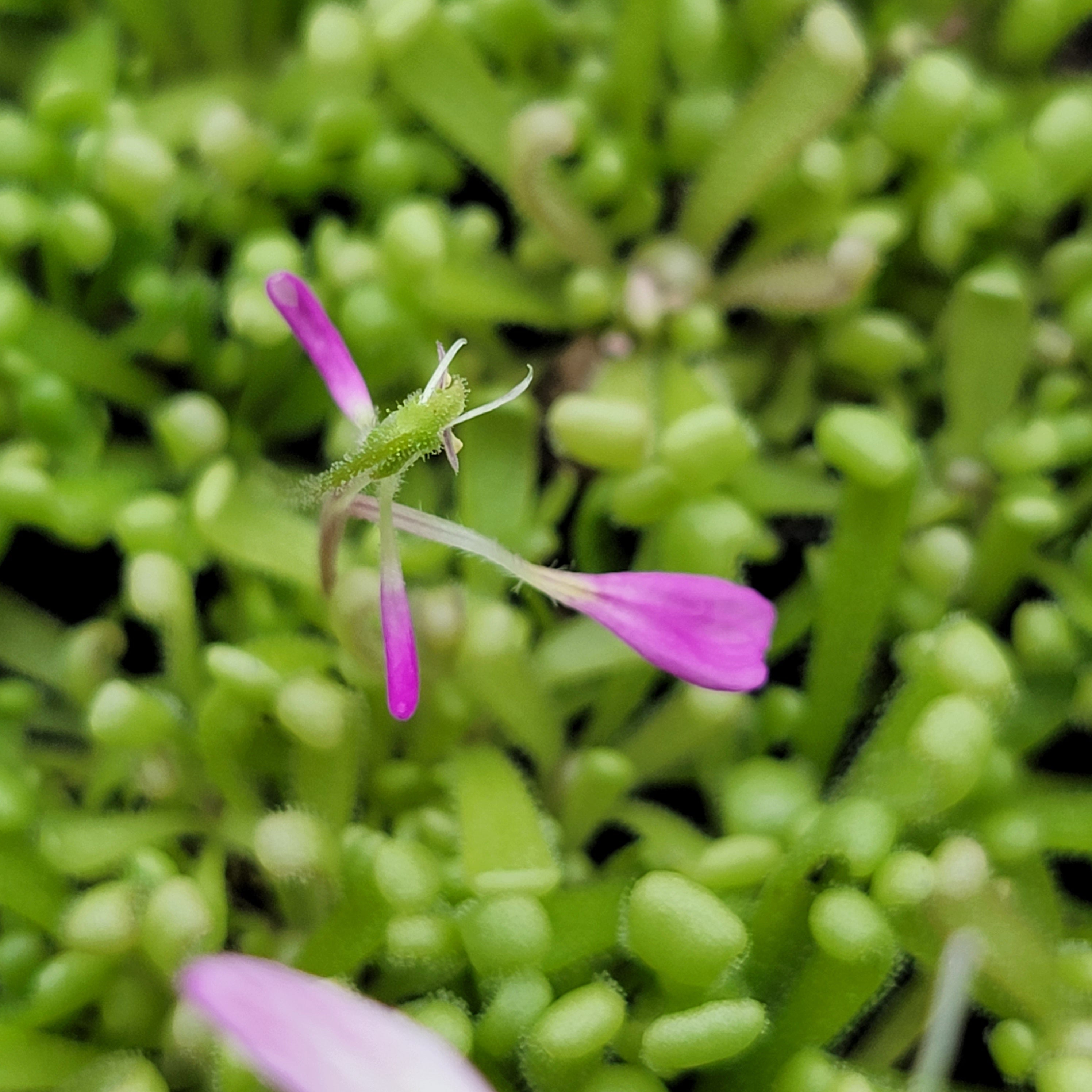 Pinguicula "Baby Medusa" -Butterworts -Rainbow Carnivorous Plants LLC