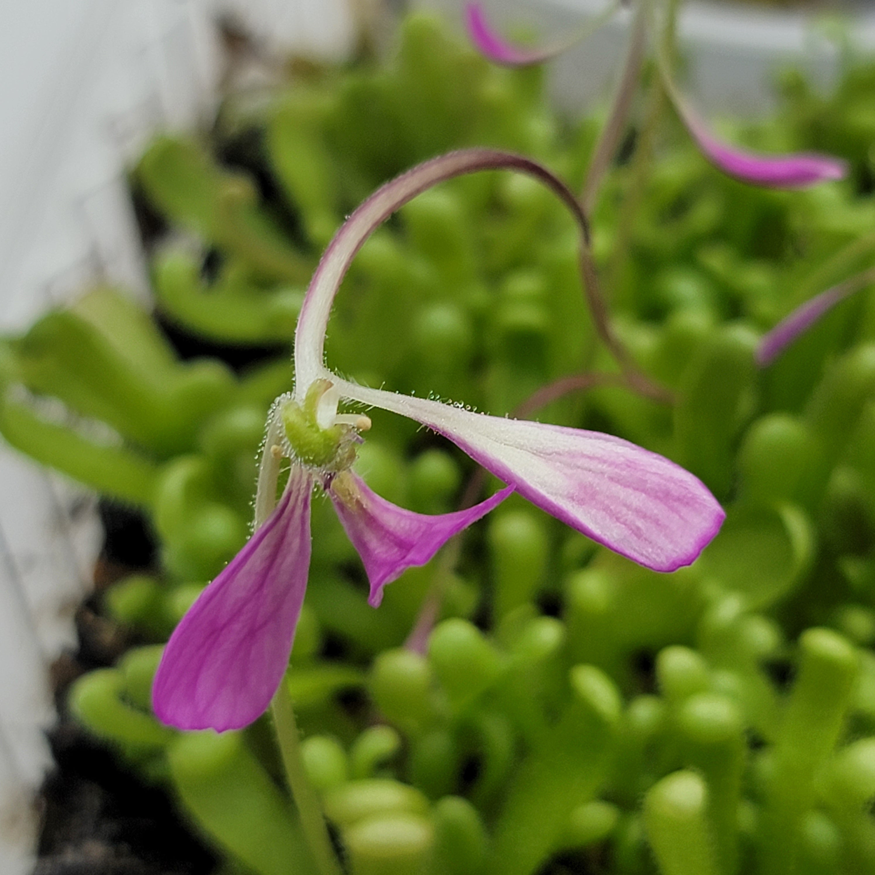 Pinguicula "Baby Medusa" -Butterworts -Rainbow Carnivorous Plants LLC