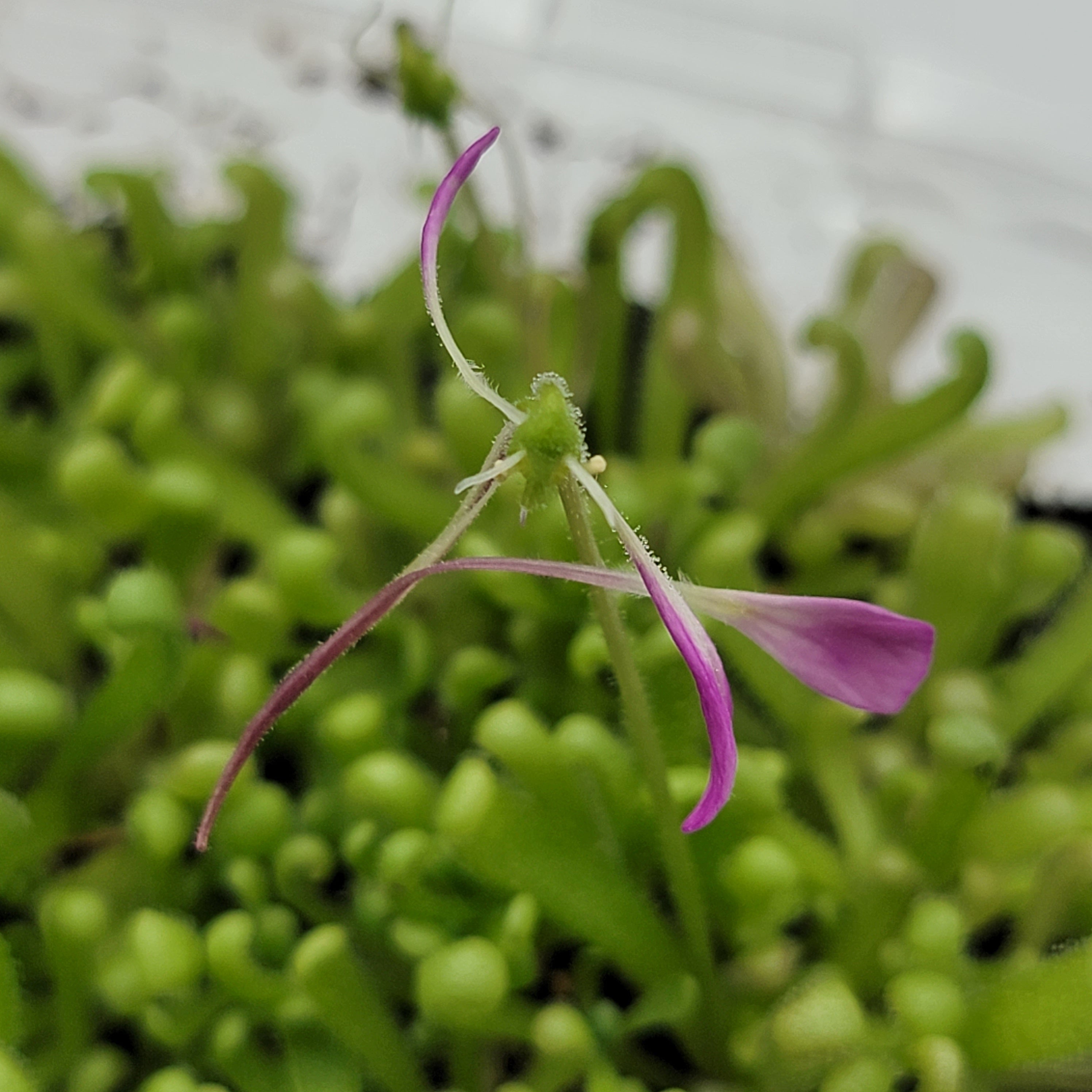 Pinguicula "Baby Medusa" -Butterworts -Rainbow Carnivorous Plants LLC