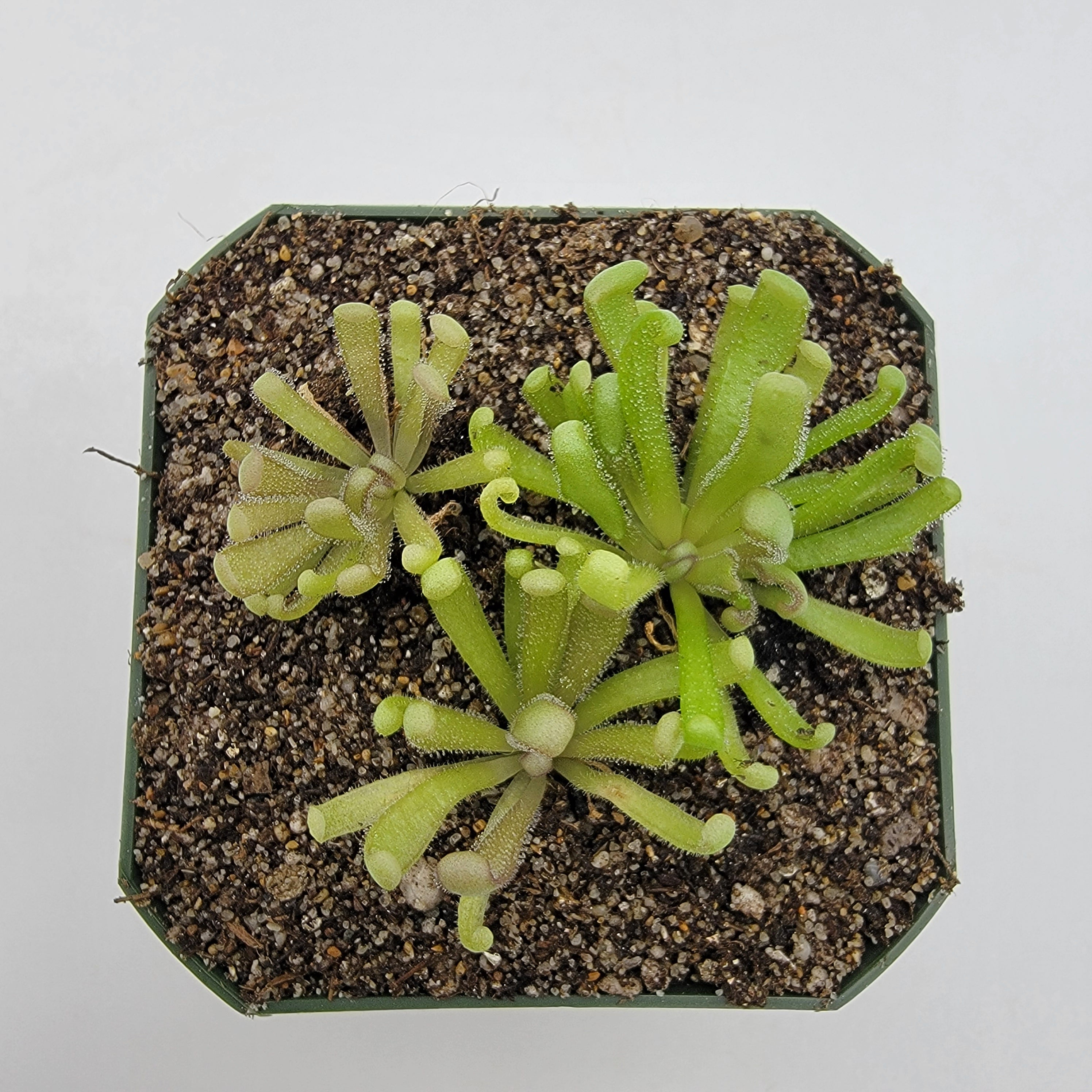 Pinguicula "Baby Medusa" -Butterworts -Rainbow Carnivorous Plants LLC