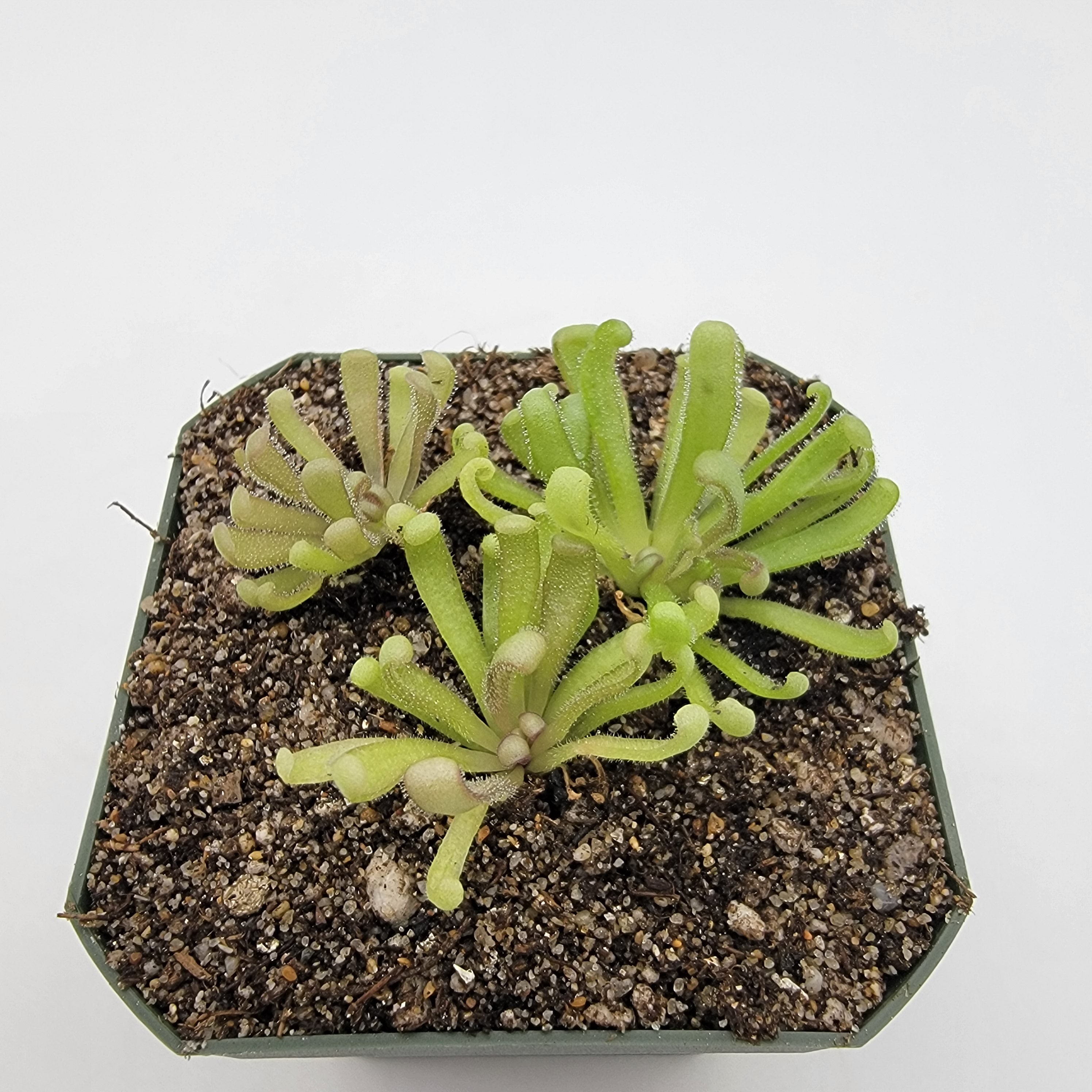 Pinguicula "Baby Medusa" -Butterworts -Rainbow Carnivorous Plants LLC