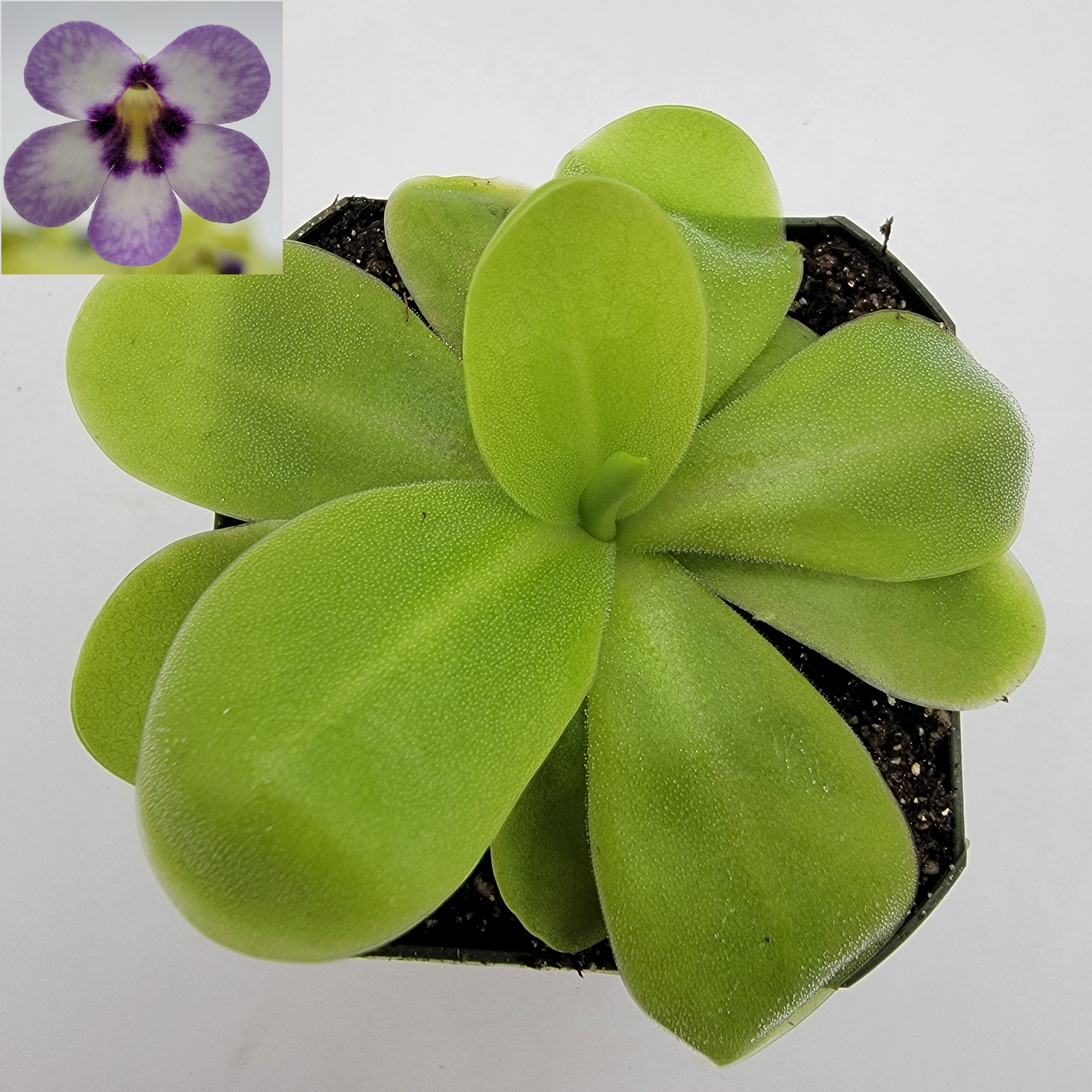 Pinguicula "Bugbane" -Butterworts -Rainbow Carnivorous Plants LLC