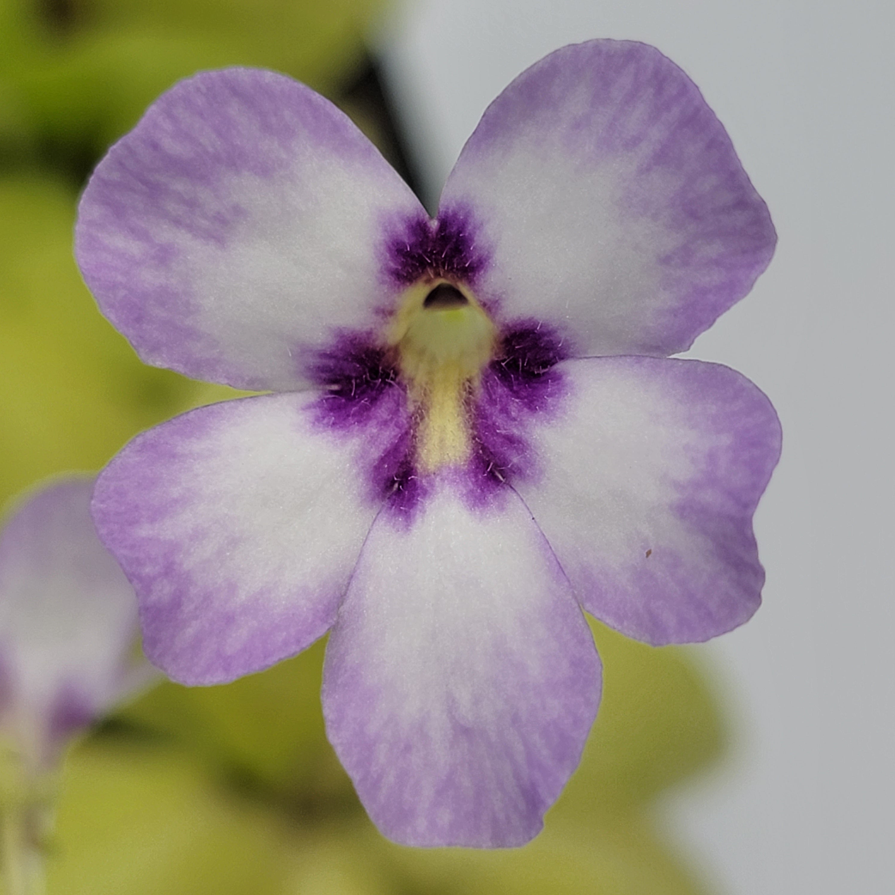 Pinguicula "Bugbane" -Butterworts -Rainbow Carnivorous Plants LLC