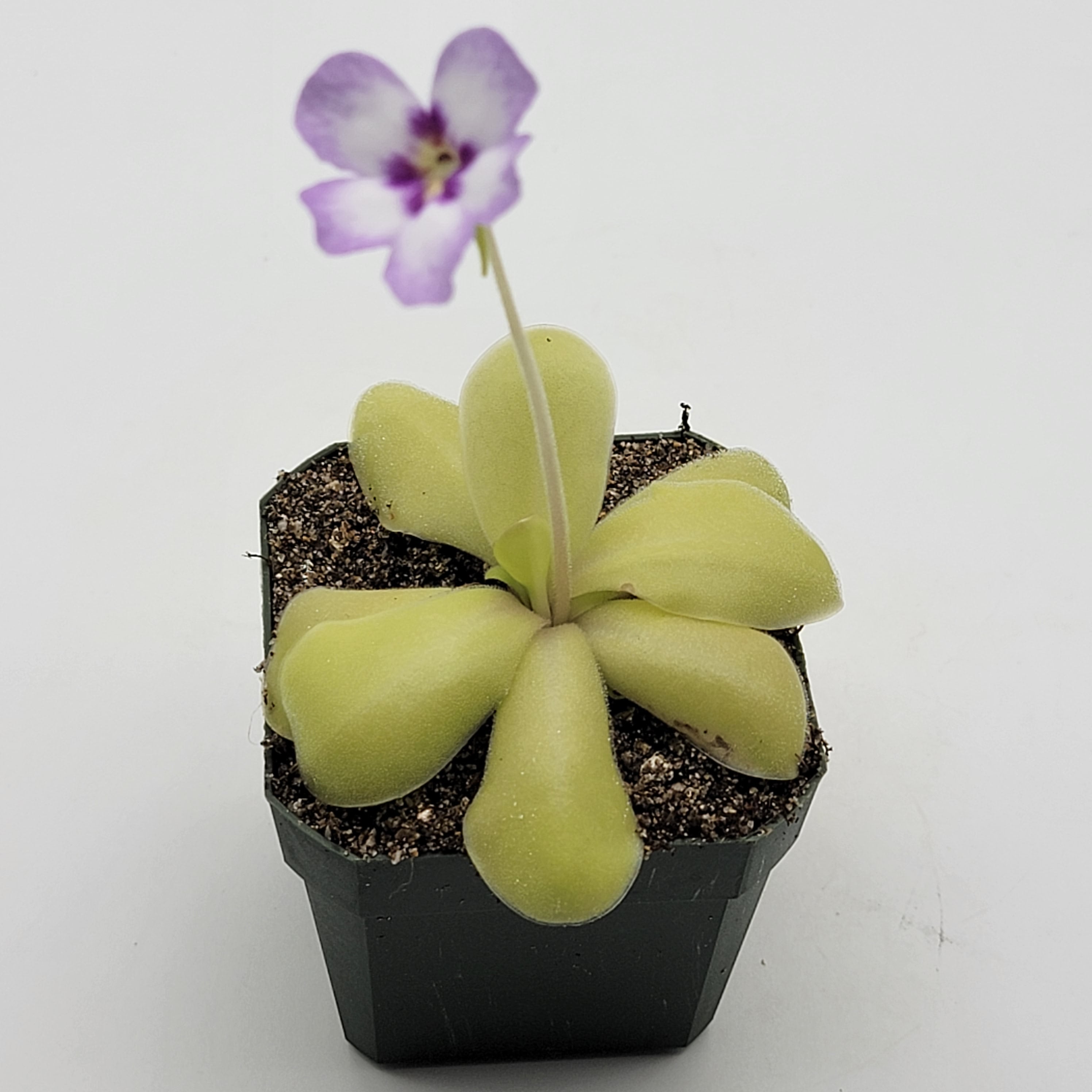 Pinguicula "Bugbane" -Butterworts -Rainbow Carnivorous Plants LLC