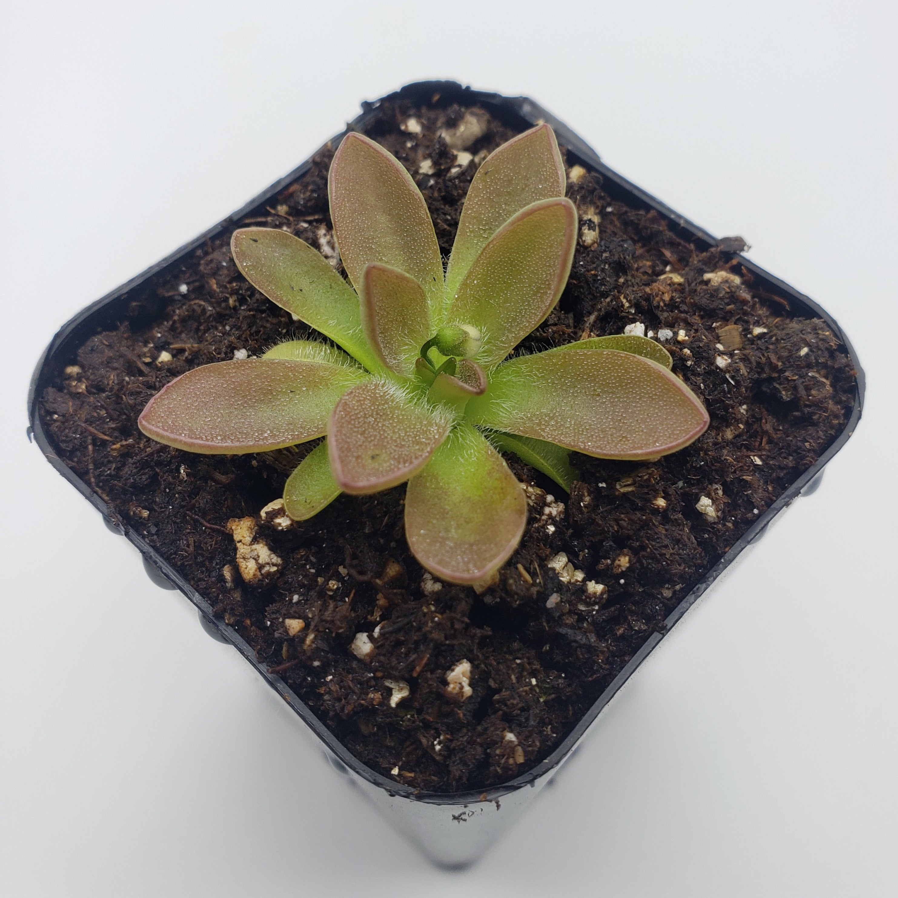 Pinguicula cv. 'BCP Crystal' -Butterworts -Rainbow Carnivorous Plants LLC