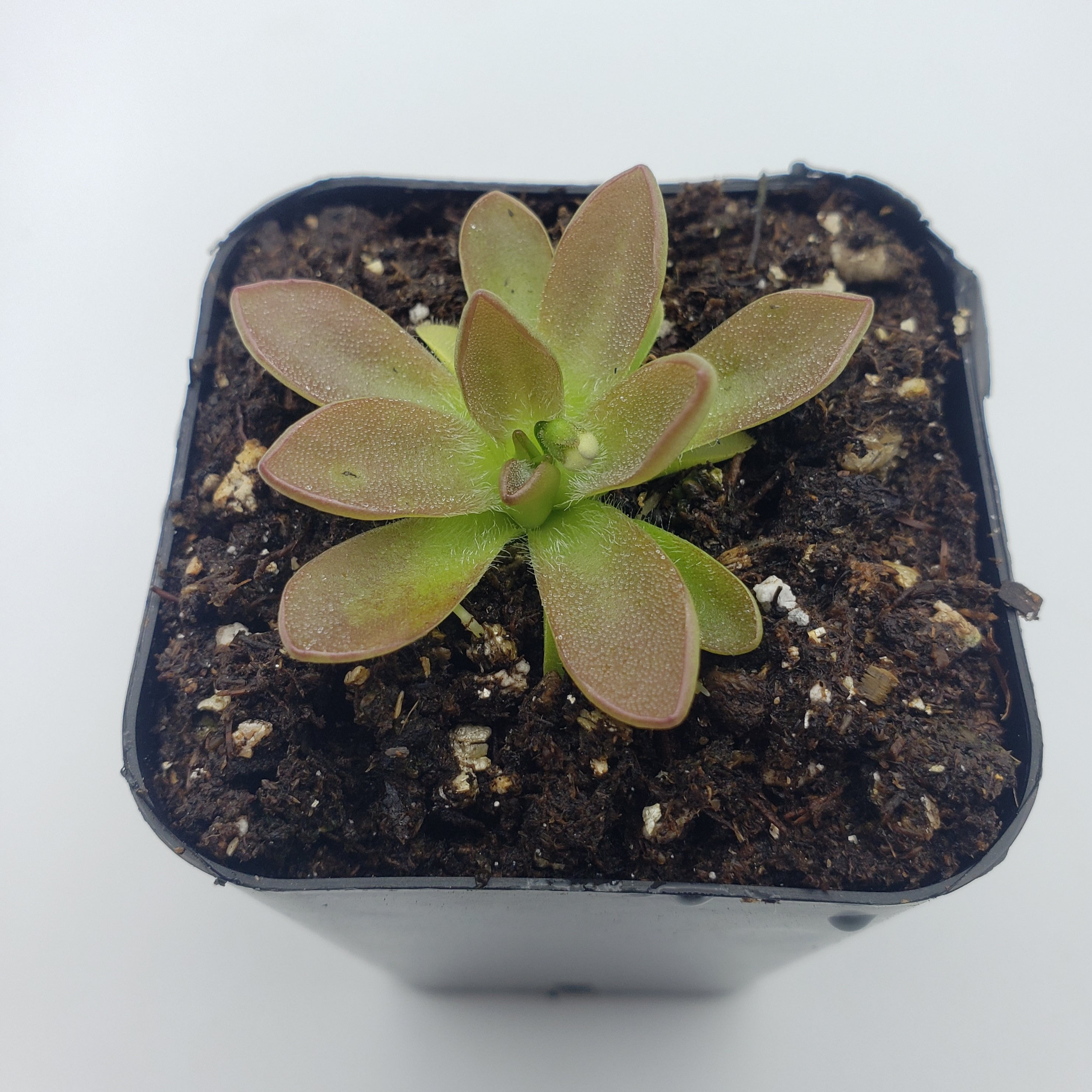 Pinguicula cv. 'BCP Crystal' -Butterworts -Rainbow Carnivorous Plants LLC