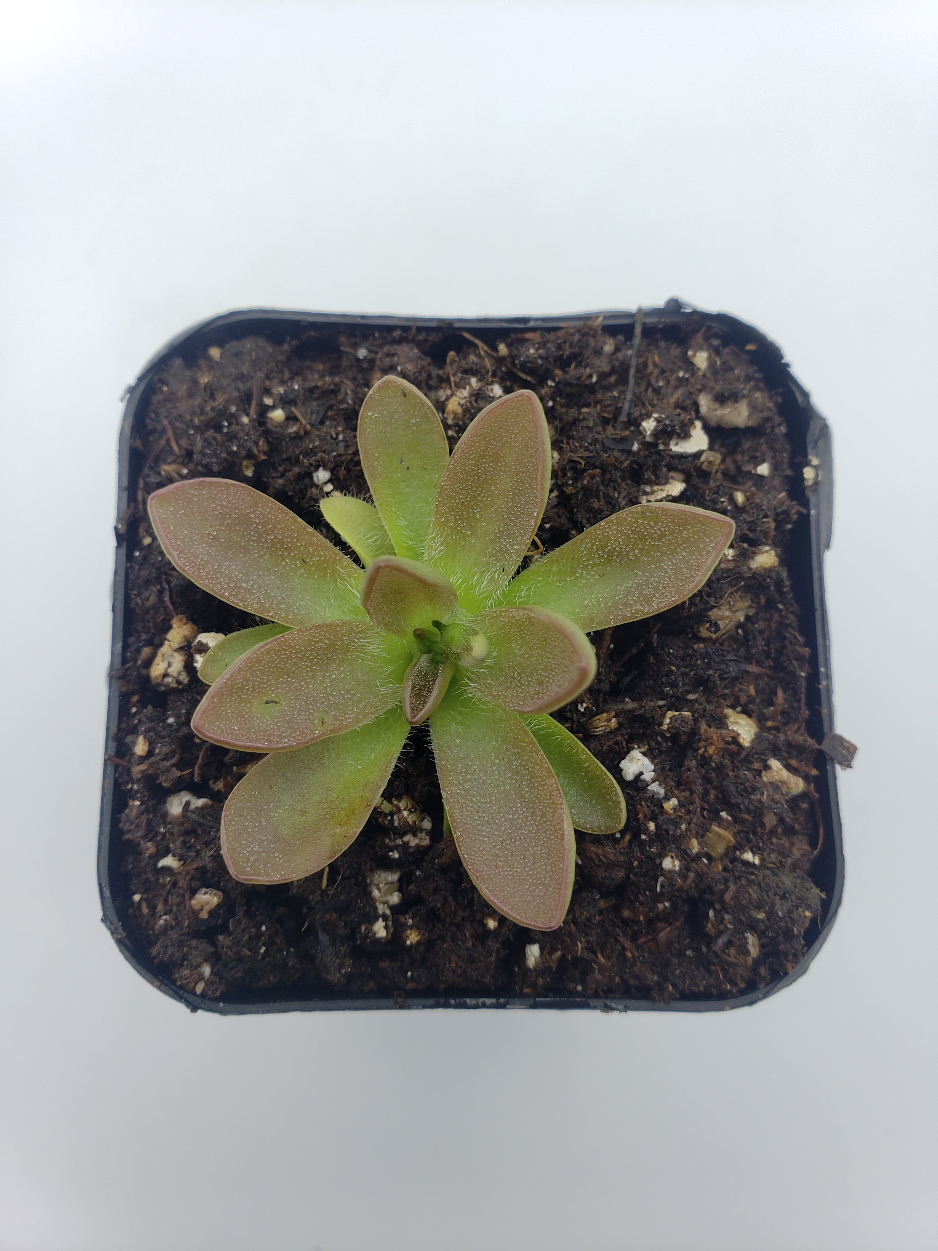 Pinguicula cv. 'BCP Crystal' -Butterworts -Rainbow Carnivorous Plants LLC