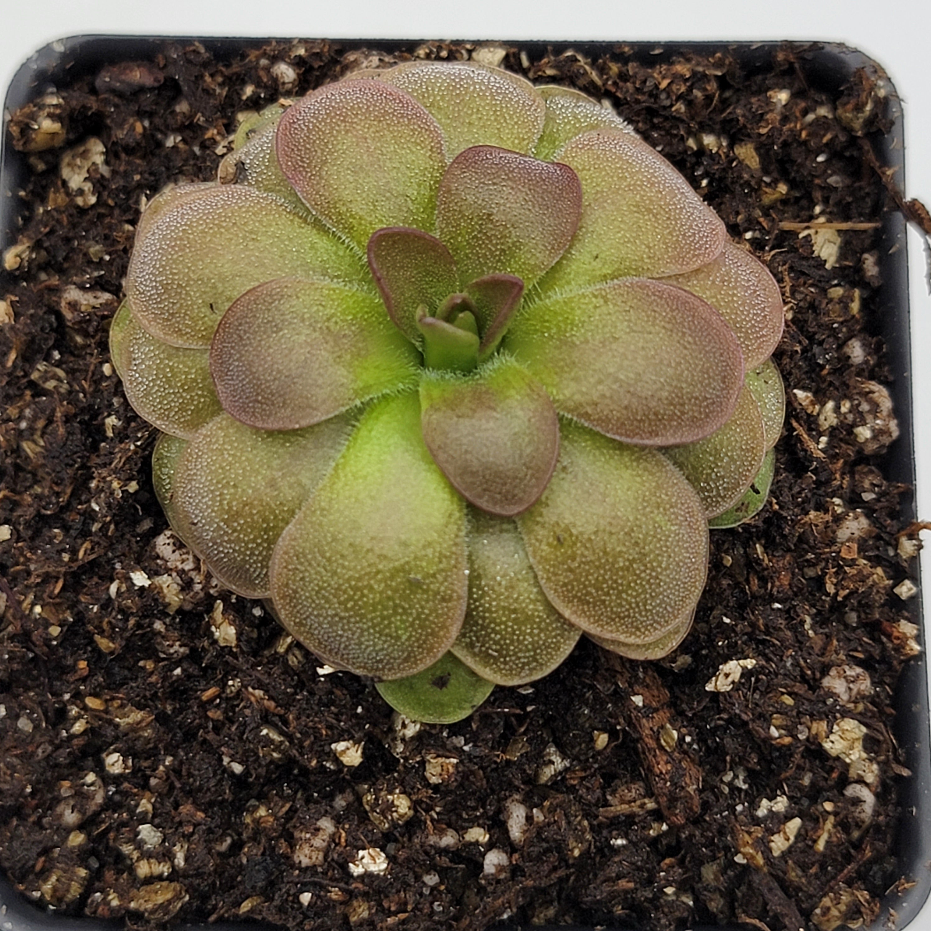 Pinguicula "Guatemala, 3100 m" -Butterworts -Rainbow Carnivorous Plants LLC