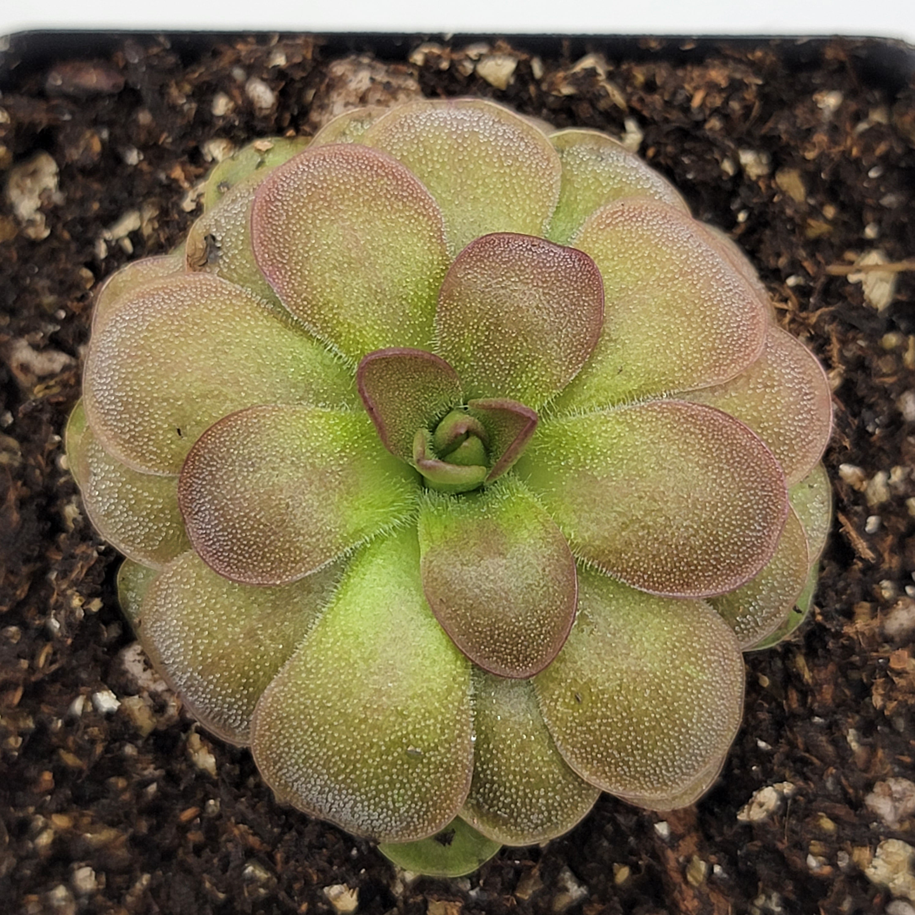 Pinguicula "Guatemala, 3100 m" -Butterworts -Rainbow Carnivorous Plants LLC