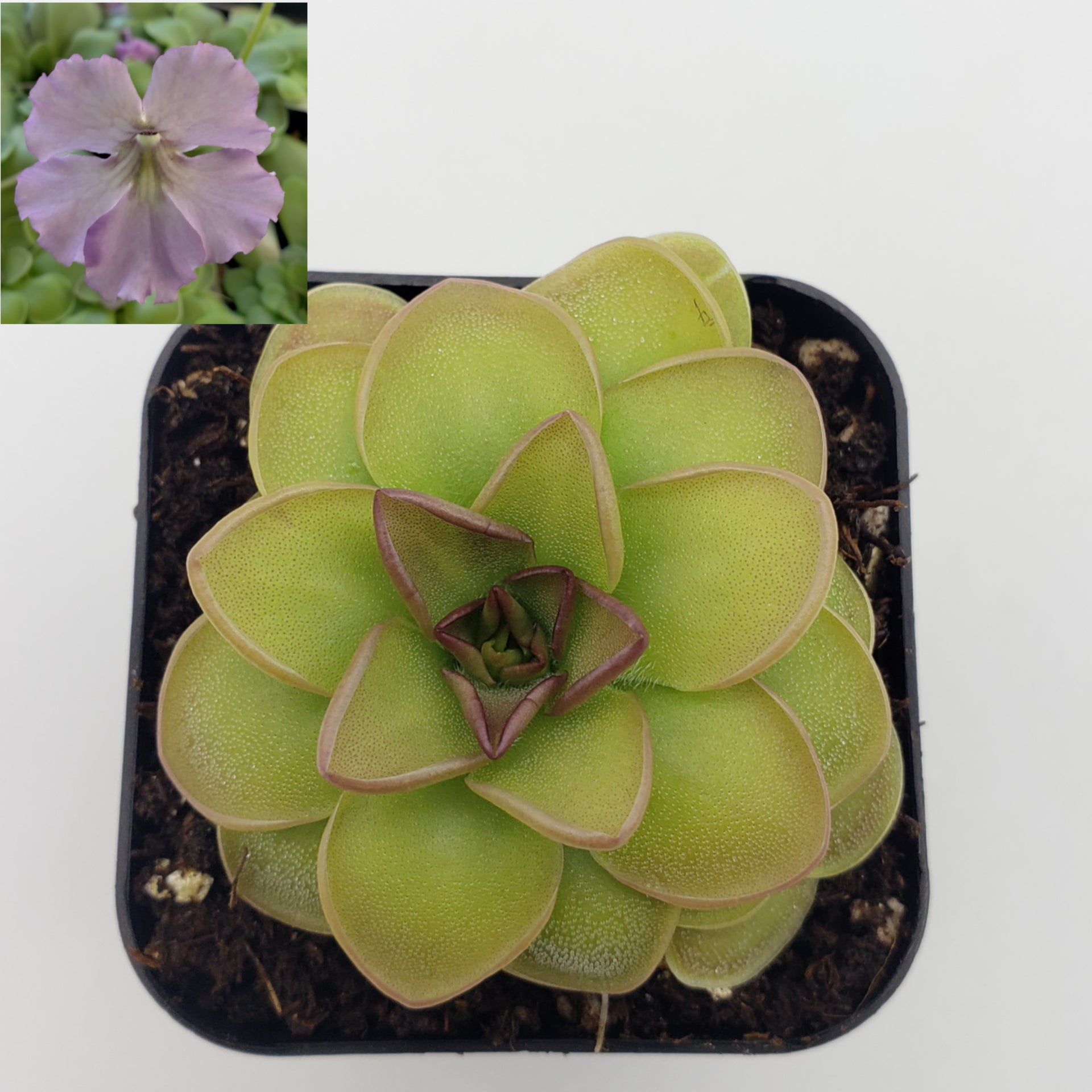 Pinguicula 'Hanka' -Butterworts -Rainbow Carnivorous Plants LLC
