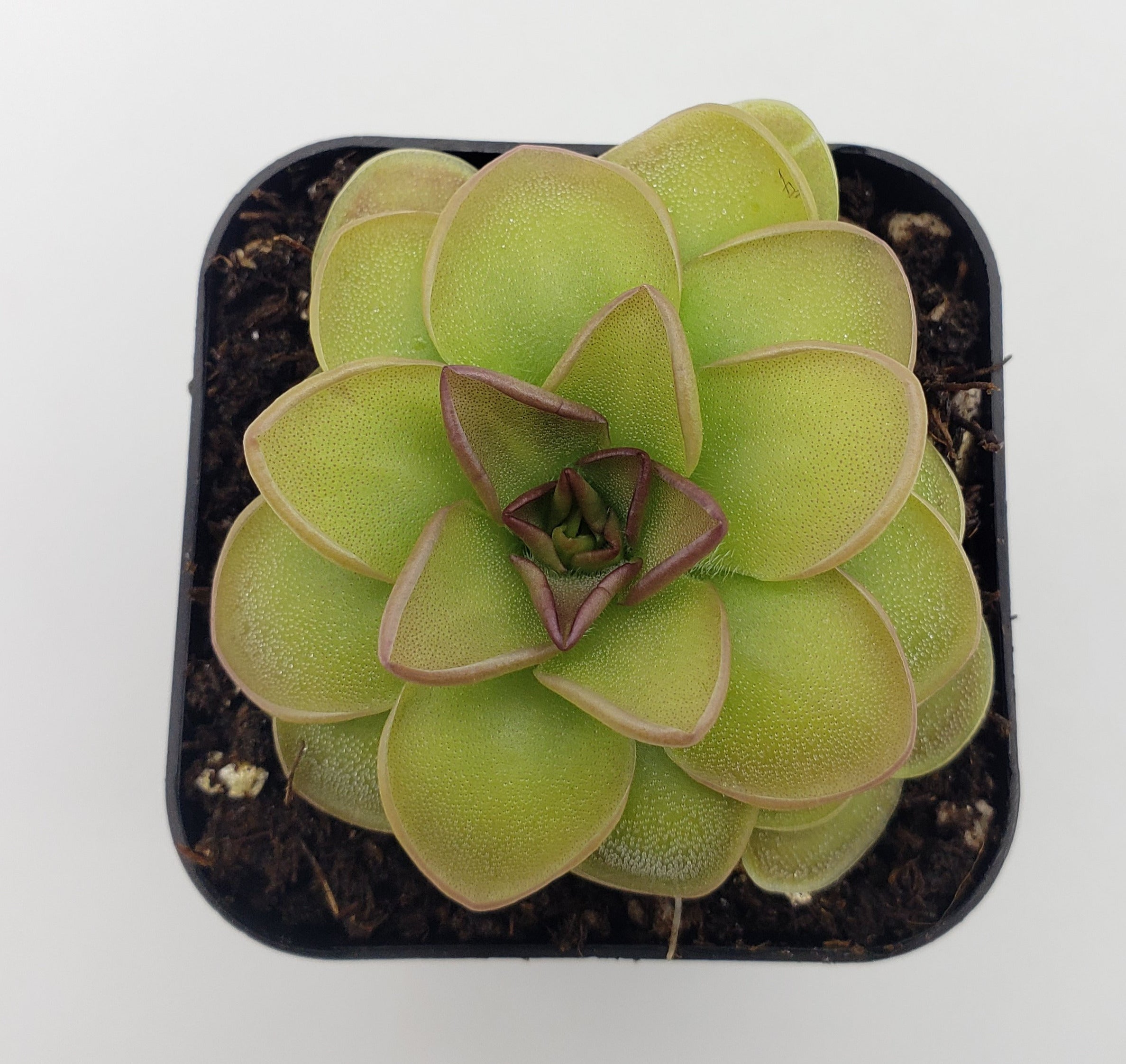 Pinguicula 'Hanka' -Butterworts -Rainbow Carnivorous Plants LLC
