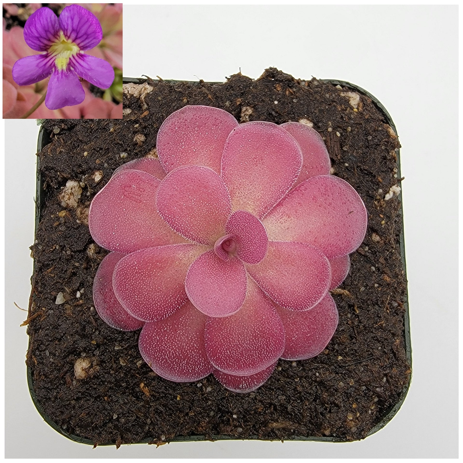 Pinguicula 'Johanna' -Butterworts -Rainbow Carnivorous Plants LLC