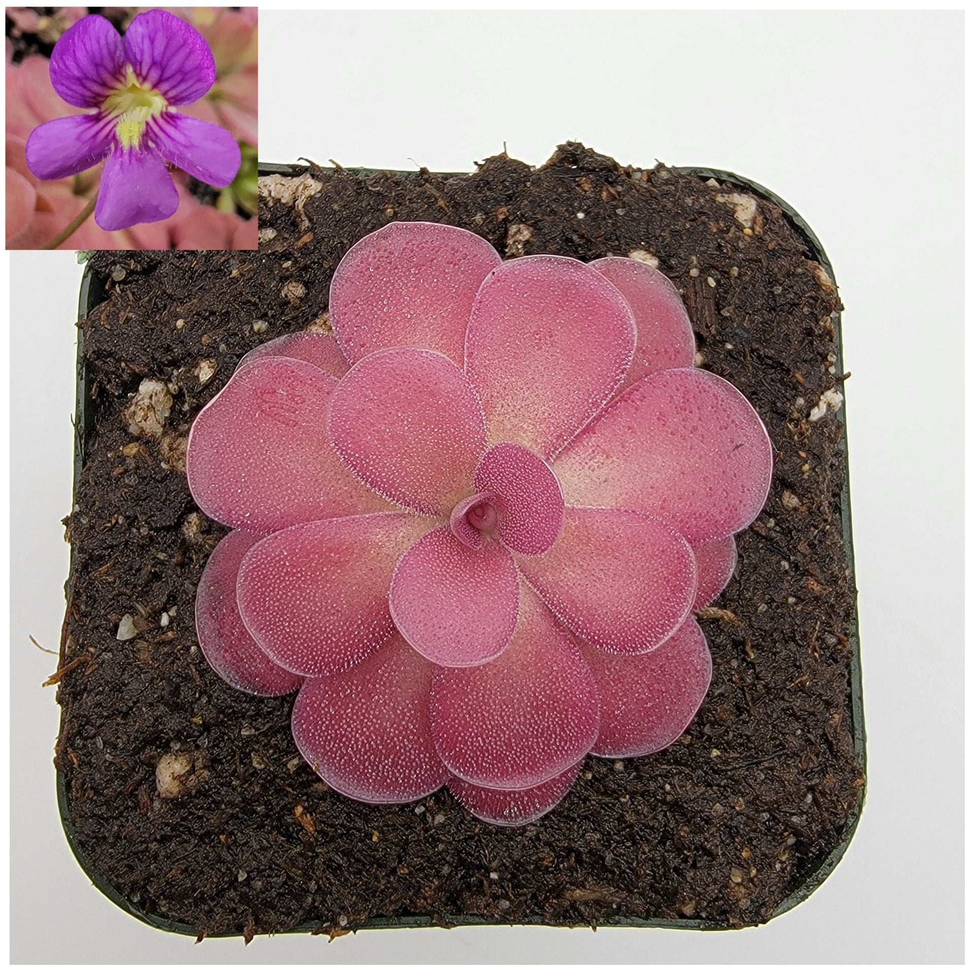 Pinguicula 'Johanna' [Fungus gnat catcher]   -Live carnivorous plant- - Rainbow Carnivorous Plants LLC