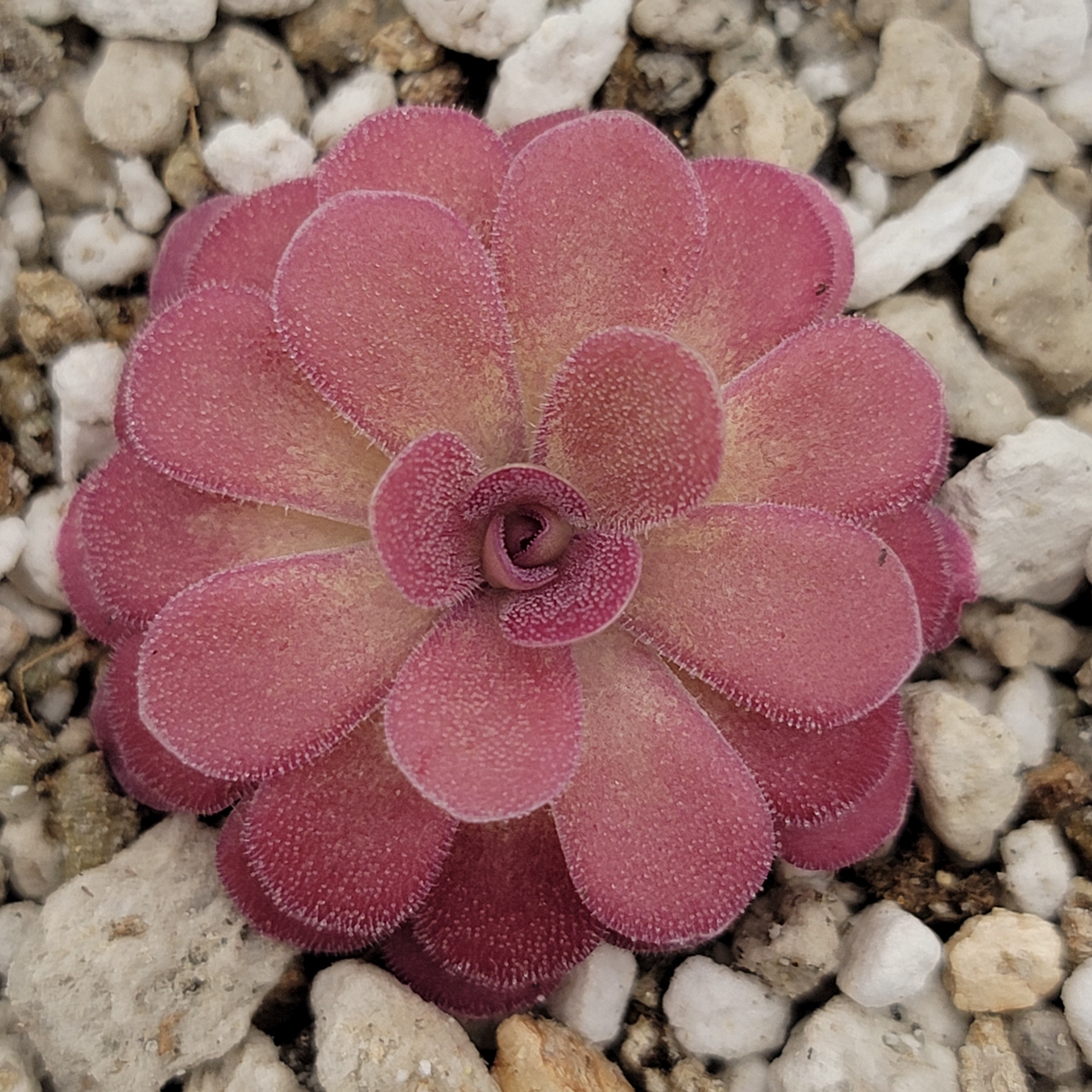 Pinguicula 'Johanna' -Butterworts -Rainbow Carnivorous Plants LLC