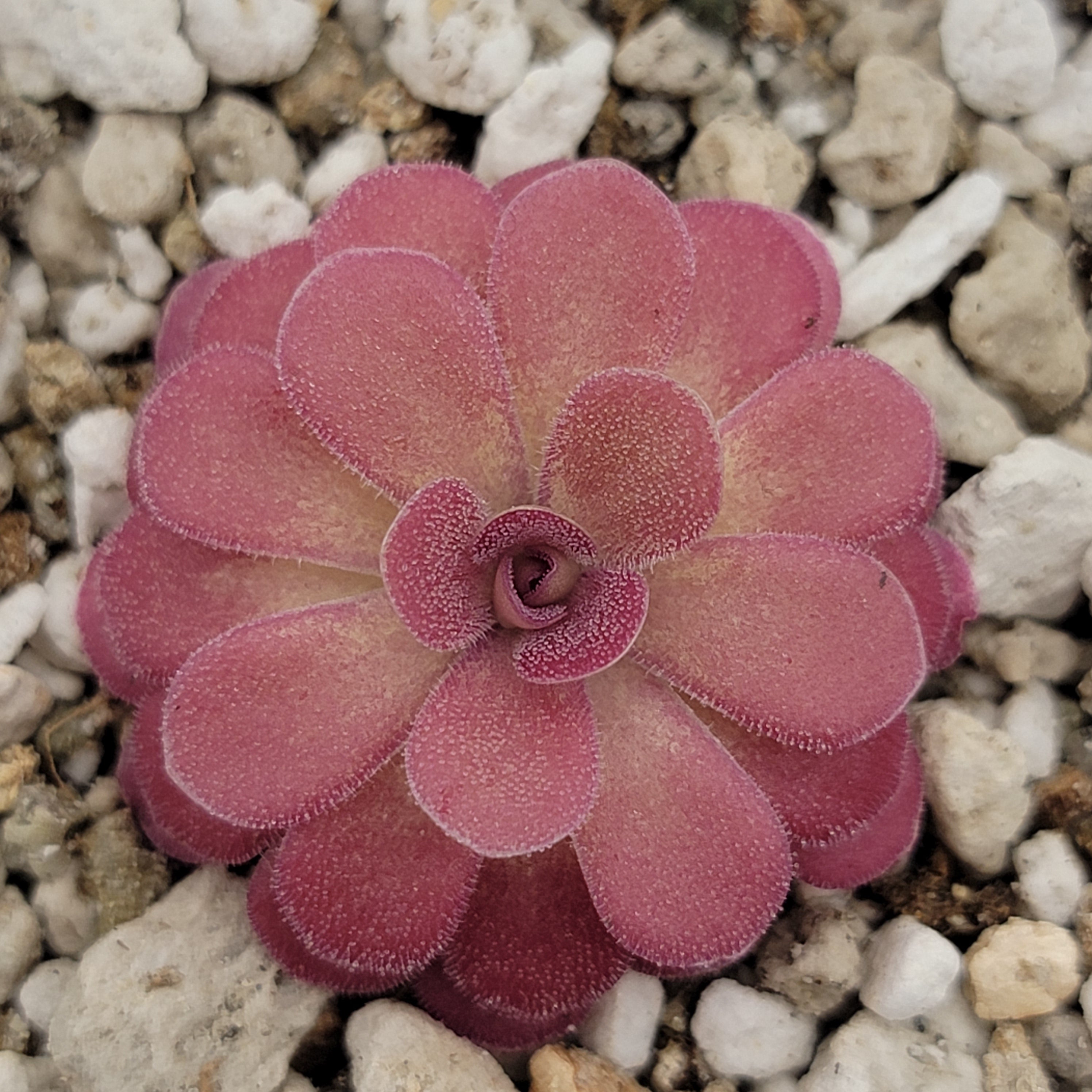 Pinguicula 'Johanna' [Fungus gnat catcher]   -Live carnivorous plant- - Rainbow Carnivorous Plants LLC