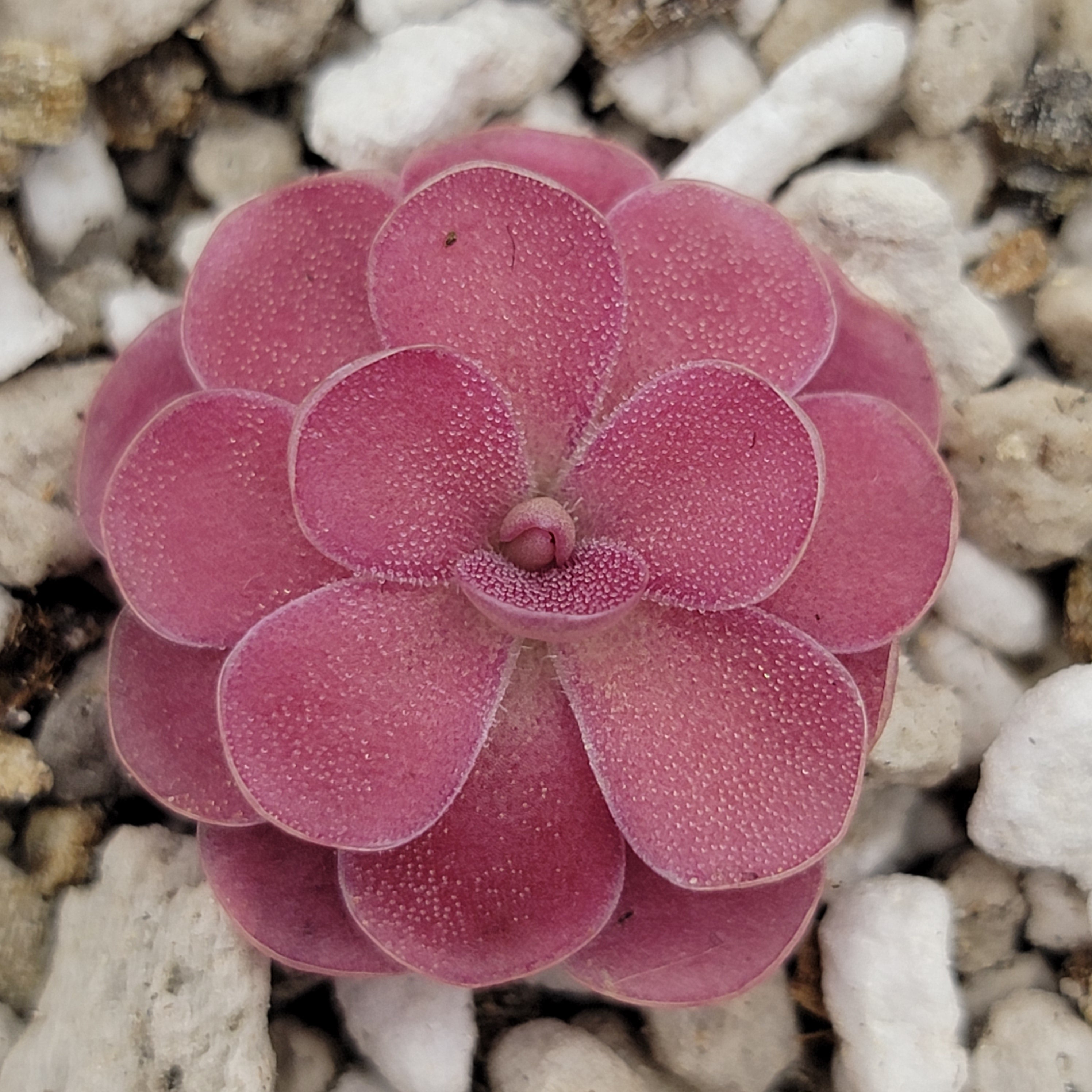 Pinguicula 'Johanna' -Butterworts -Rainbow Carnivorous Plants LLC