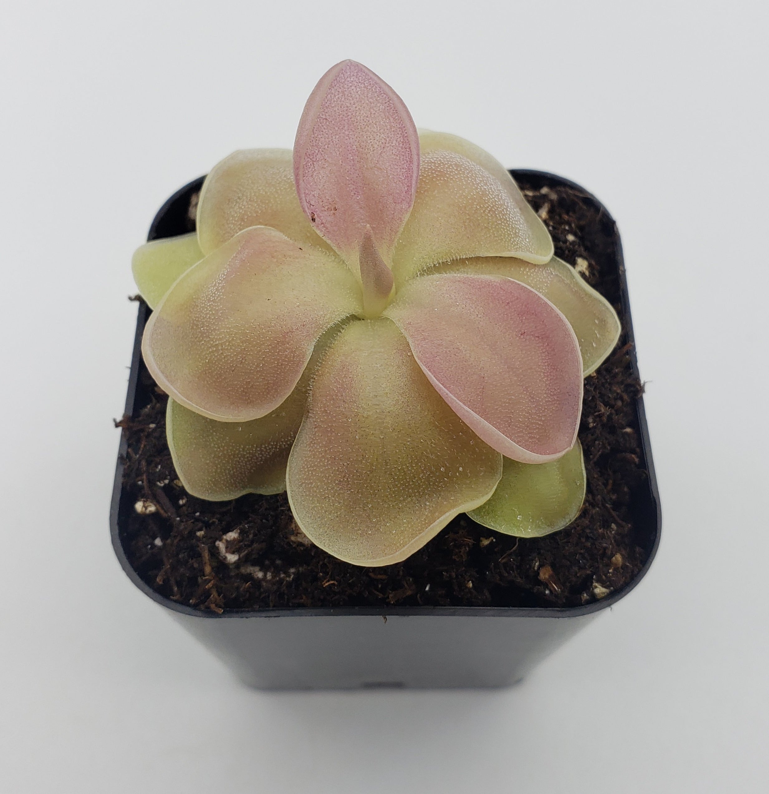 Pinguicula 'Kewensis' -Butterworts -Rainbow Carnivorous Plants LLC