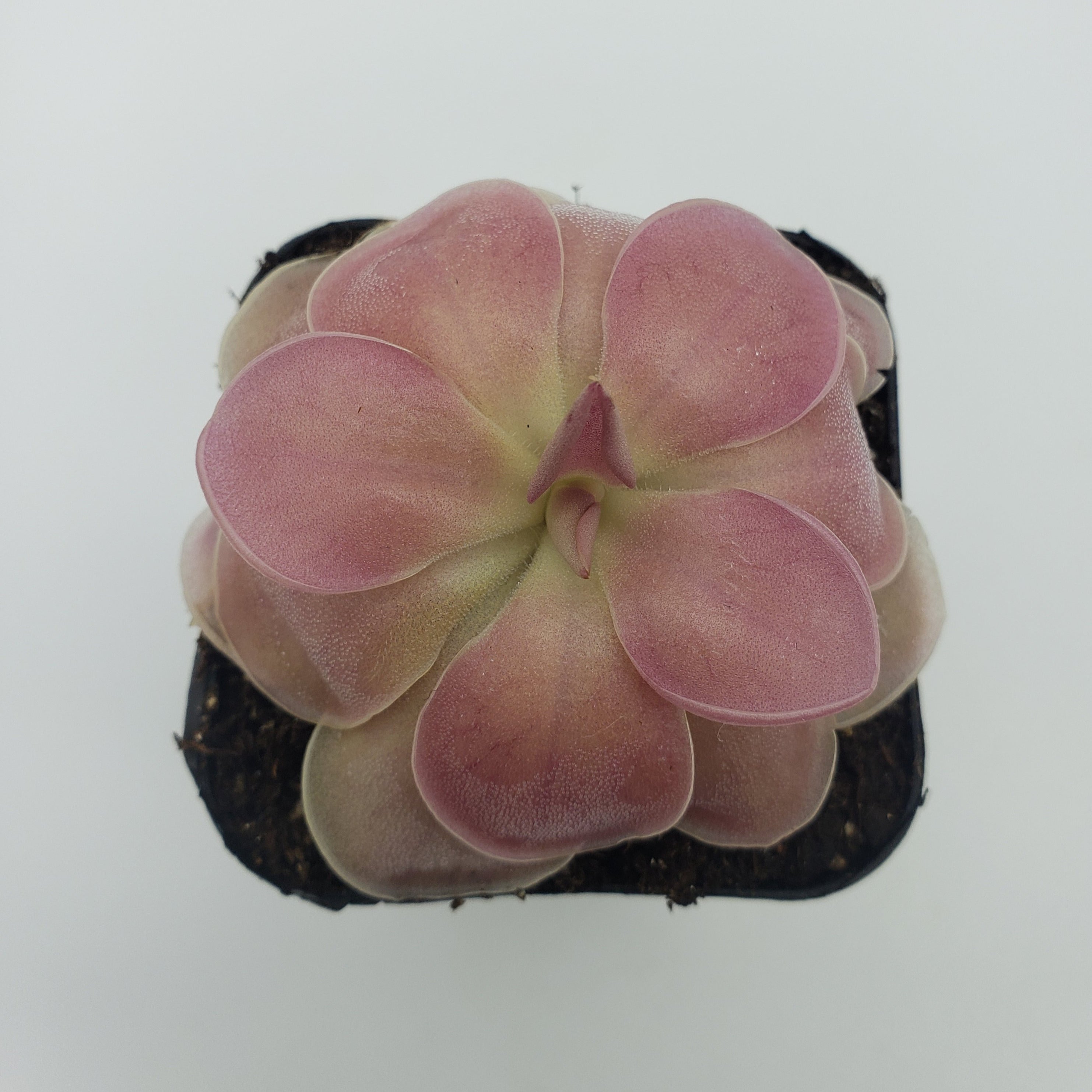 Pinguicula 'Kewensis' -Butterworts -Rainbow Carnivorous Plants LLC