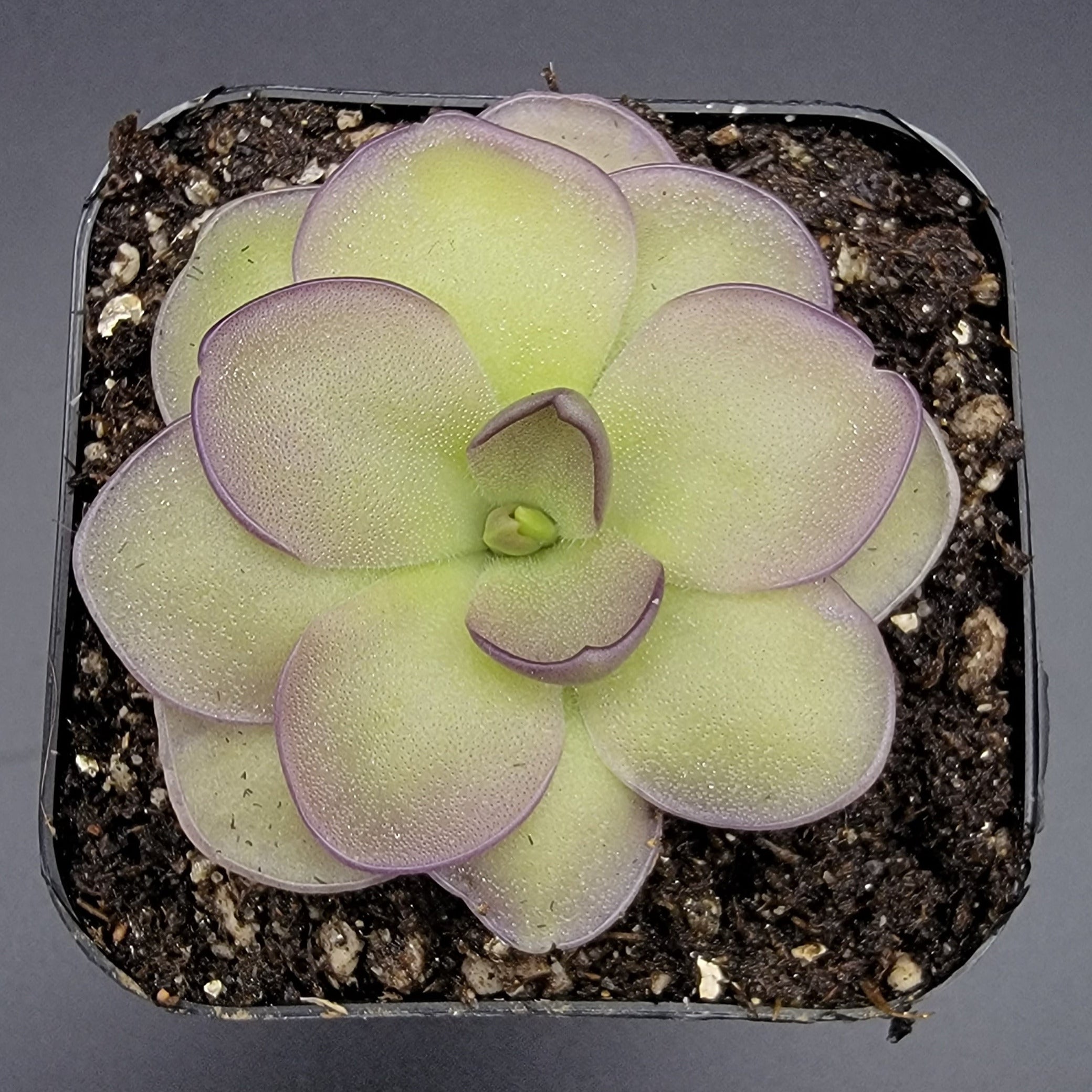 Pinguicula "Leilani" -Butterwort- -Butterworts -Rainbow Carnivorous Plants LLC