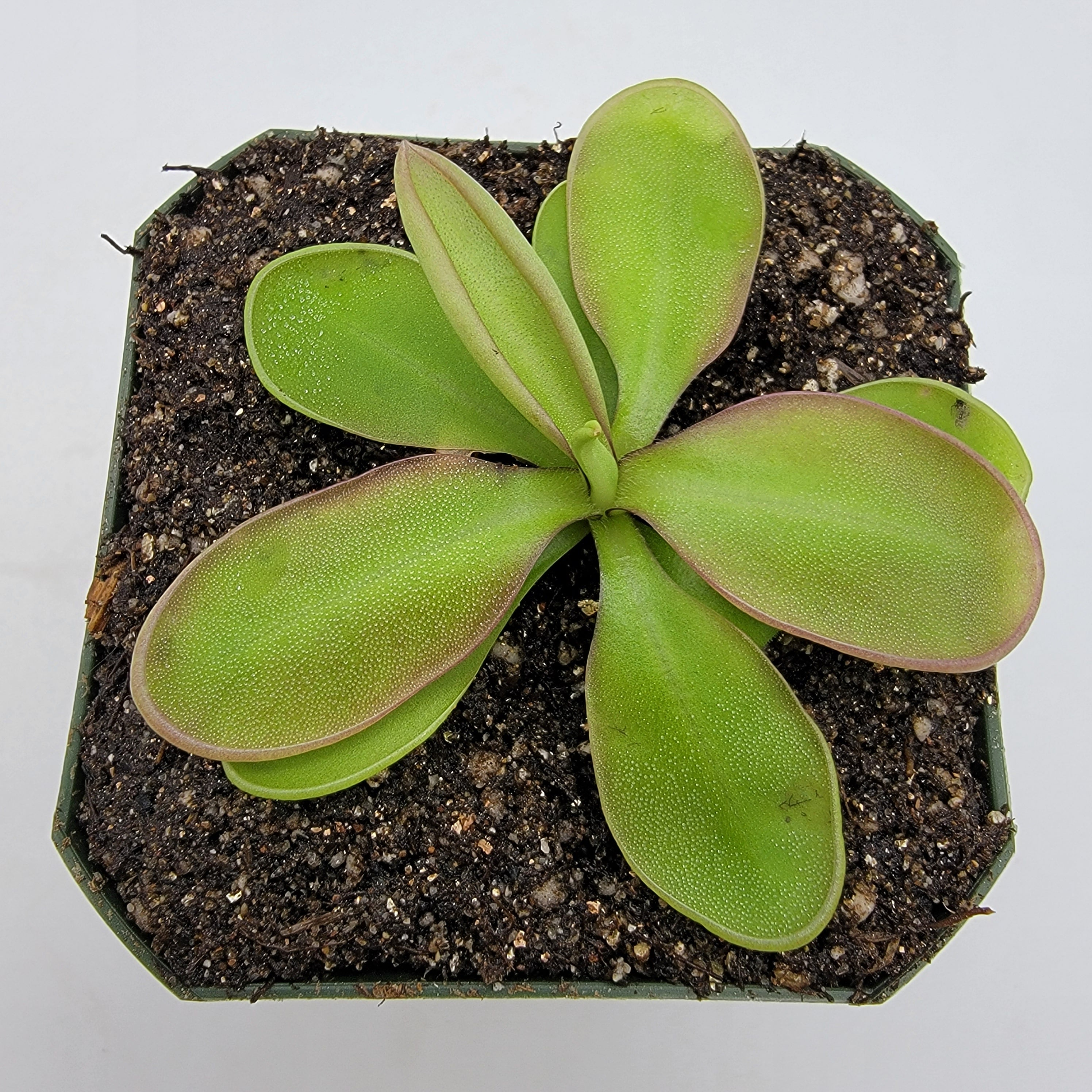Pinguicula sp. "Pachuca" -Butterworts -Rainbow Carnivorous Plants LLC