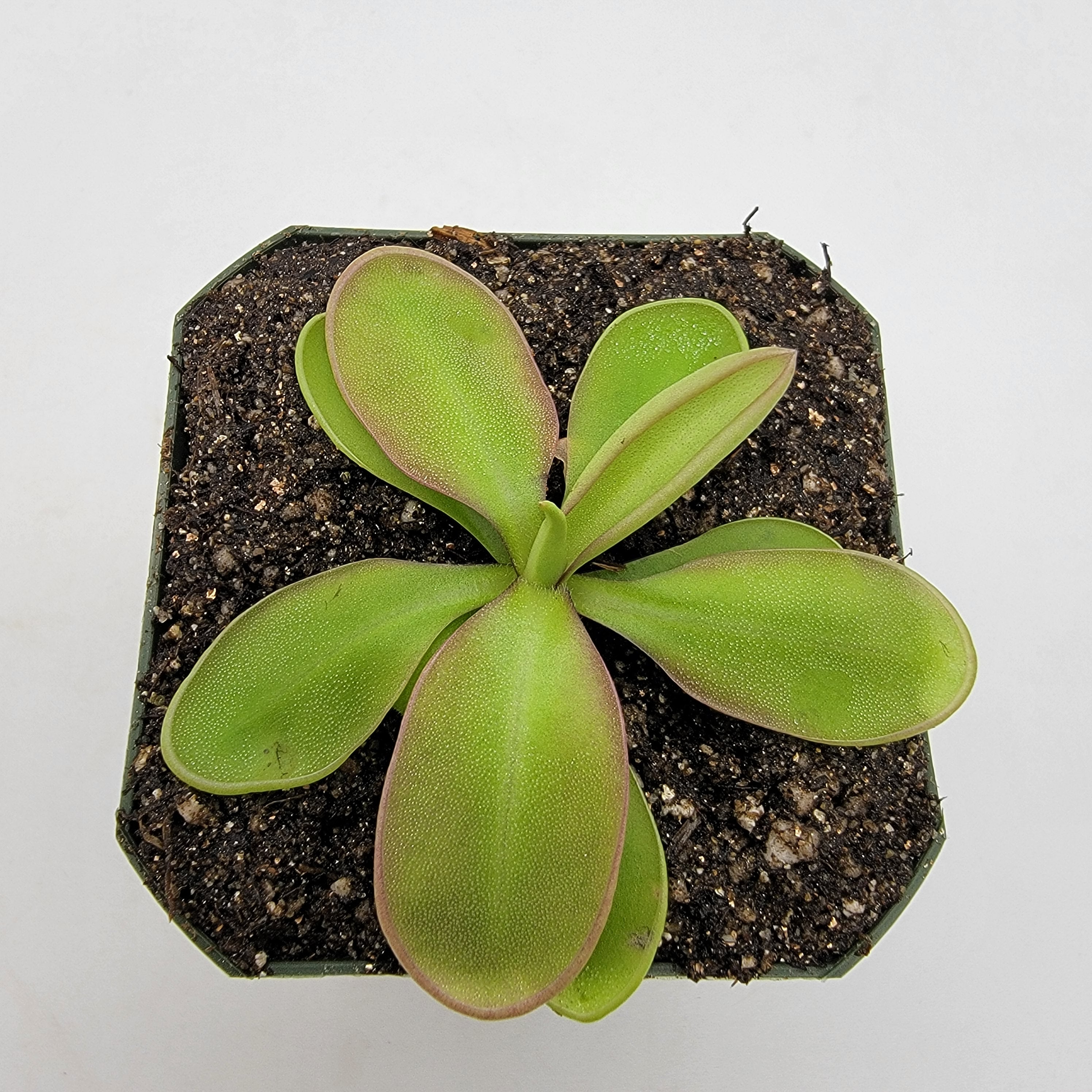 Pinguicula sp. "Pachuca" -Butterworts -Rainbow Carnivorous Plants LLC