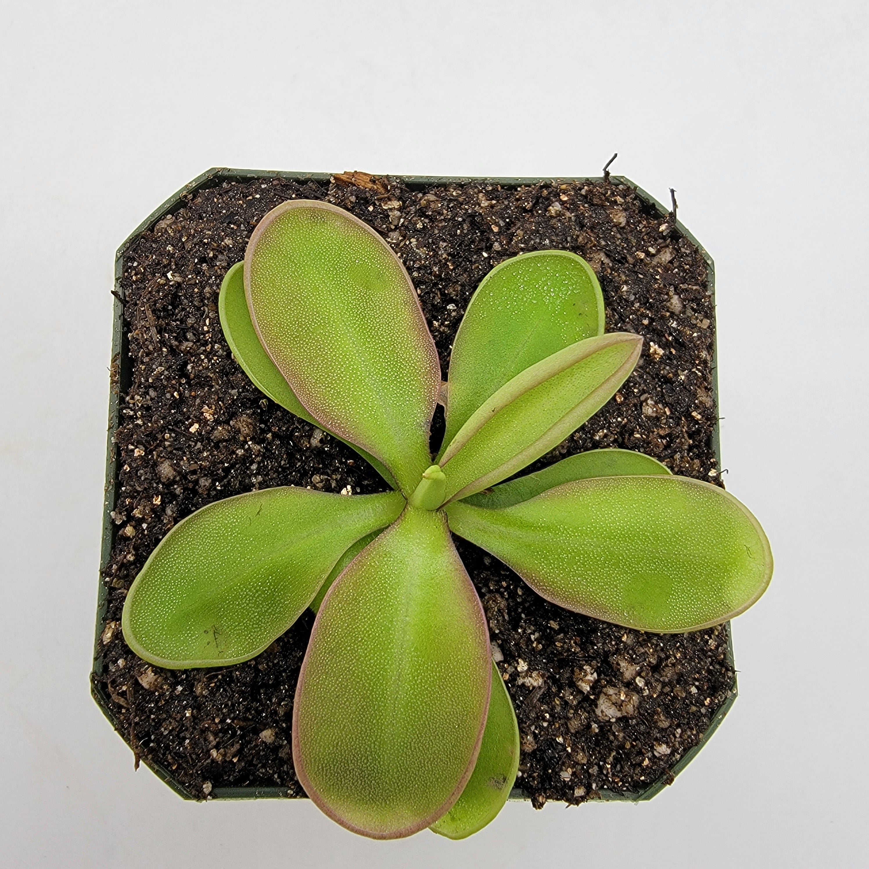 Pinguicula sp. "Pachuca" -Butterworts -Rainbow Carnivorous Plants LLC