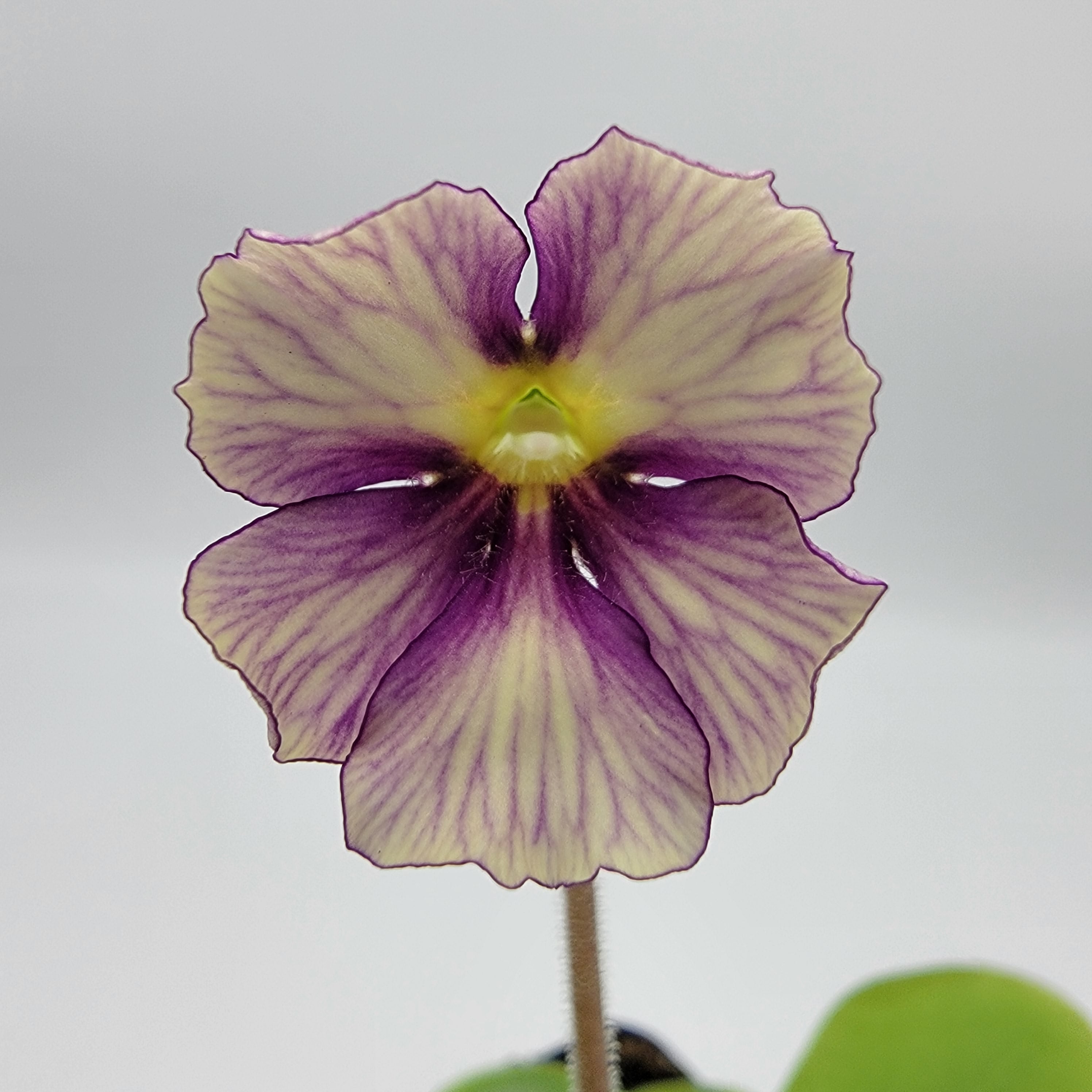 Pinguicula 'Razzberry Blonde' -Butterworts -Rainbow Carnivorous Plants LLC