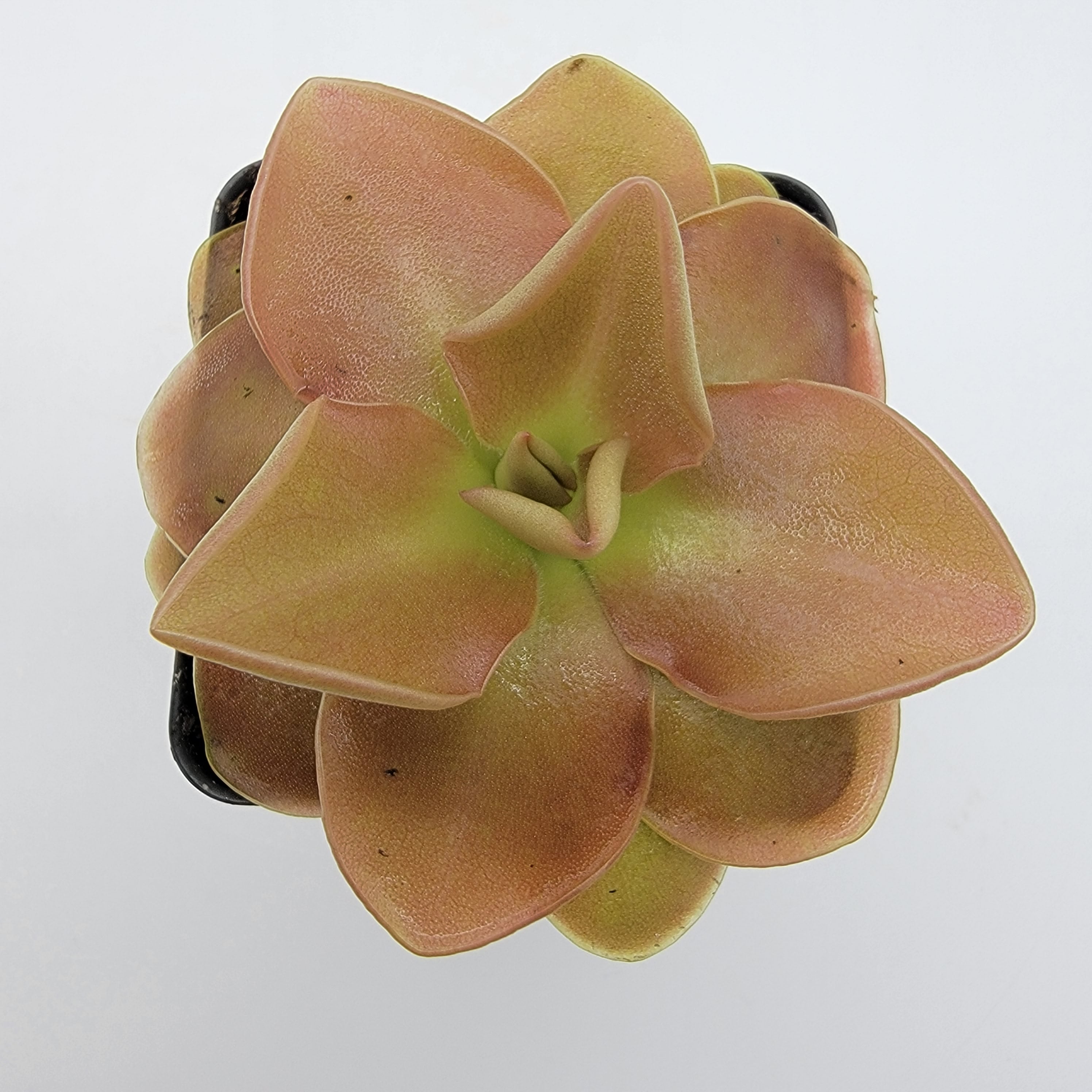 Pinguicula 'Sethos' -Butterworts -Rainbow Carnivorous Plants LLC