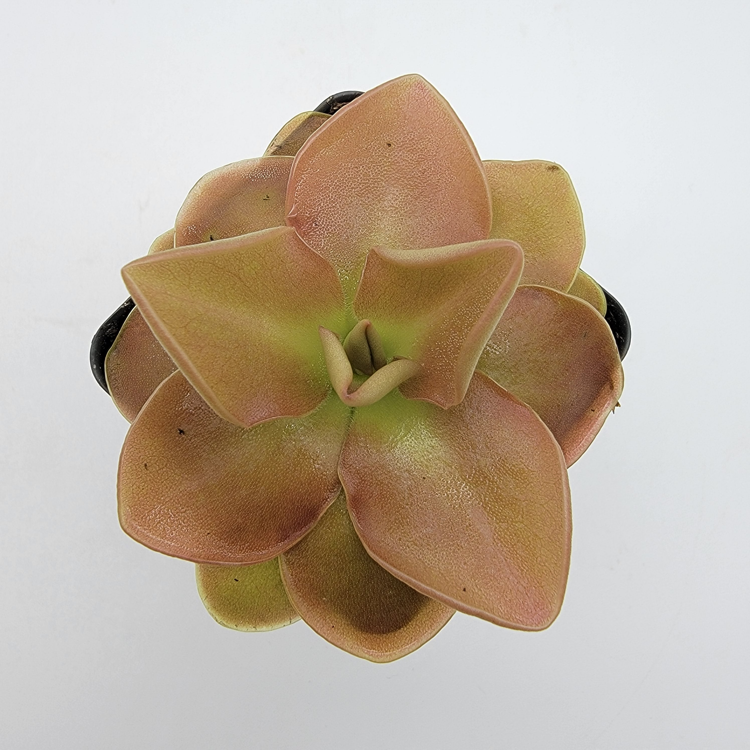 Pinguicula 'Sethos' -Butterworts -Rainbow Carnivorous Plants LLC