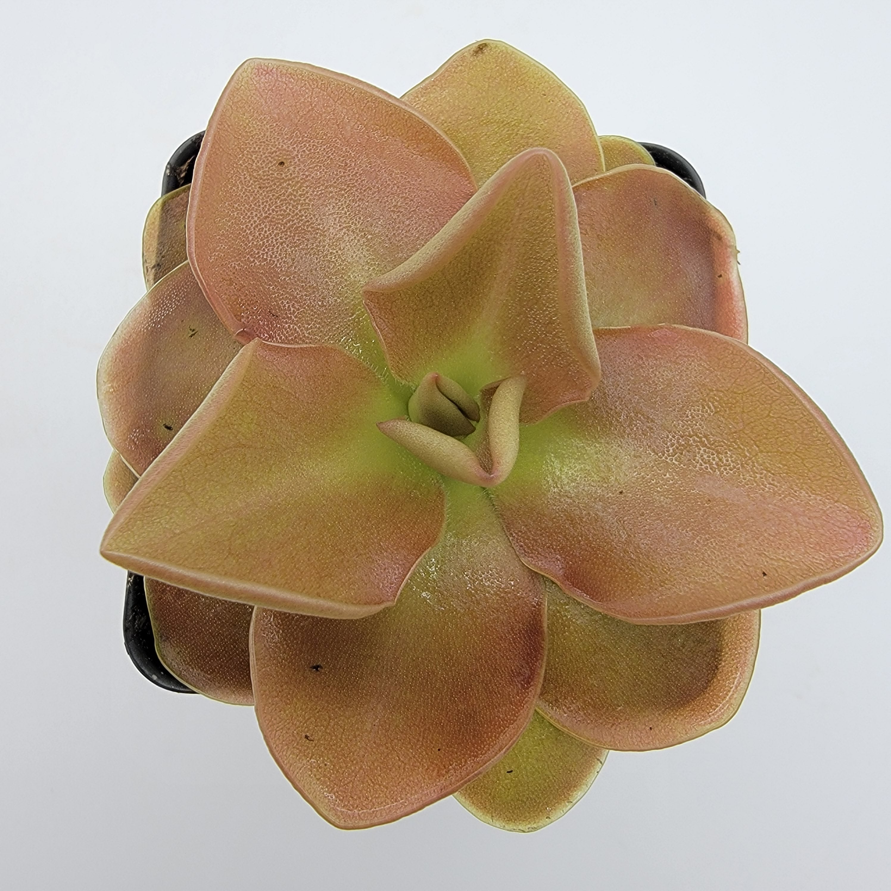 Pinguicula 'Sethos' -Butterworts -Rainbow Carnivorous Plants LLC