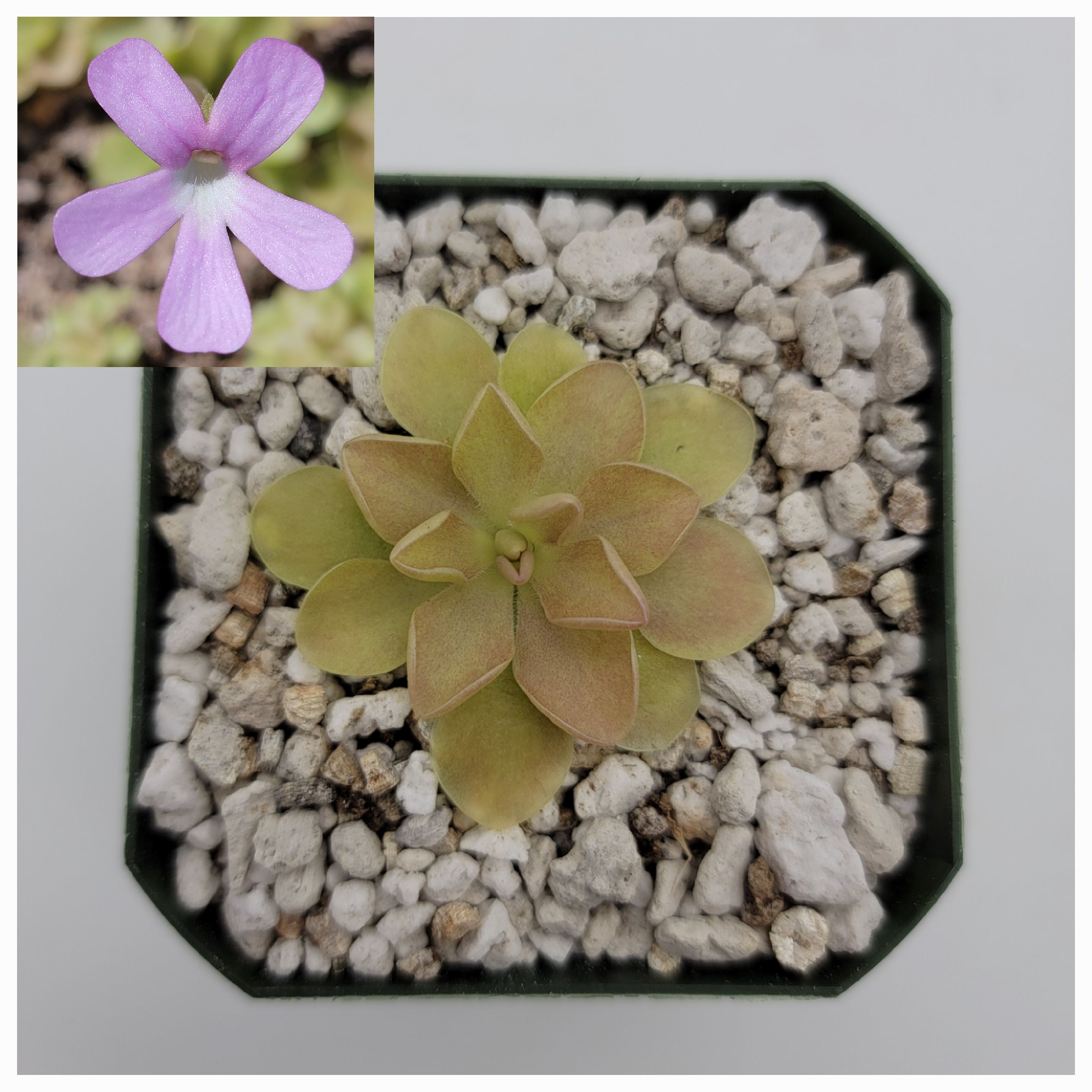 Pinguicula 'Sethos' x 'Weser' -Butterworts -Rainbow Carnivorous Plants LLC