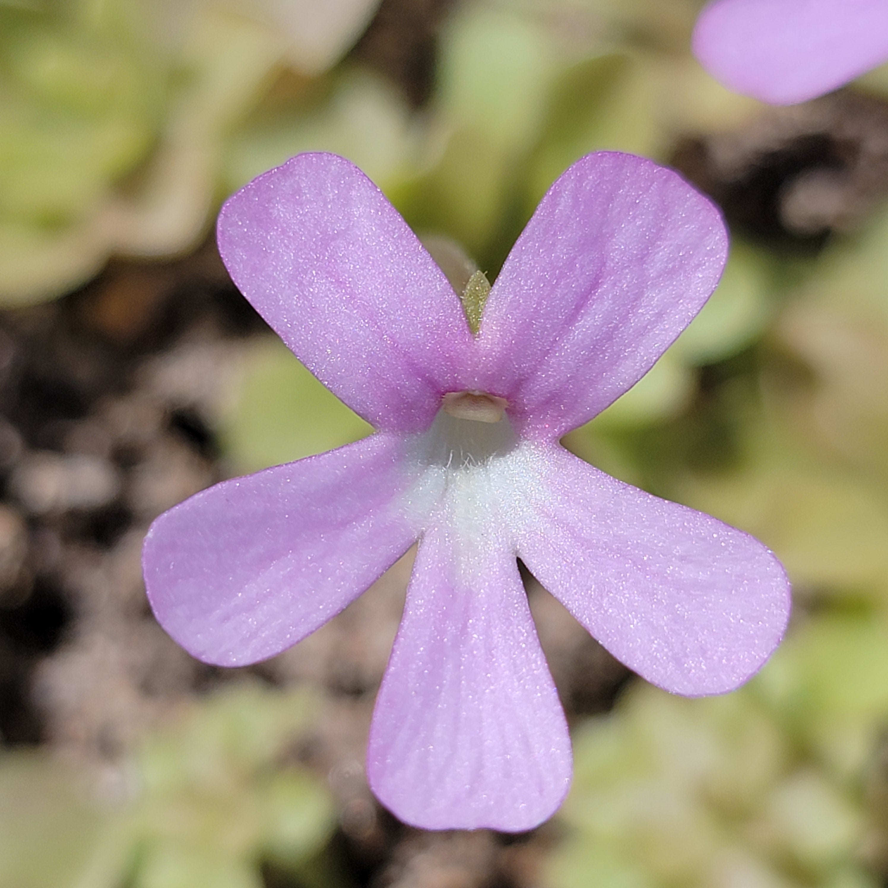 Pinguicula 'Sethos' x 'Weser' -Butterworts -Rainbow Carnivorous Plants LLC