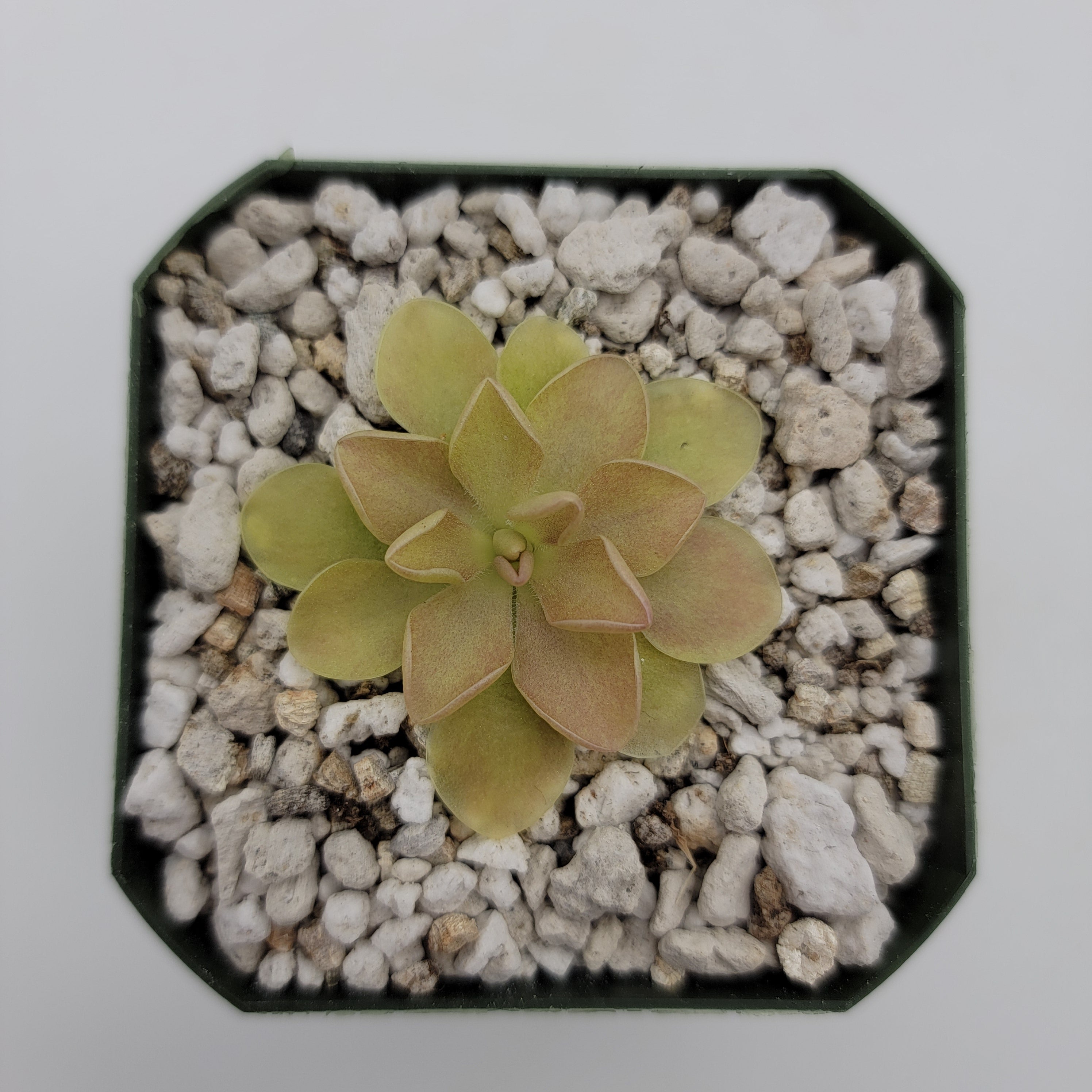 Pinguicula 'Sethos' x 'Weser' -Butterworts -Rainbow Carnivorous Plants LLC