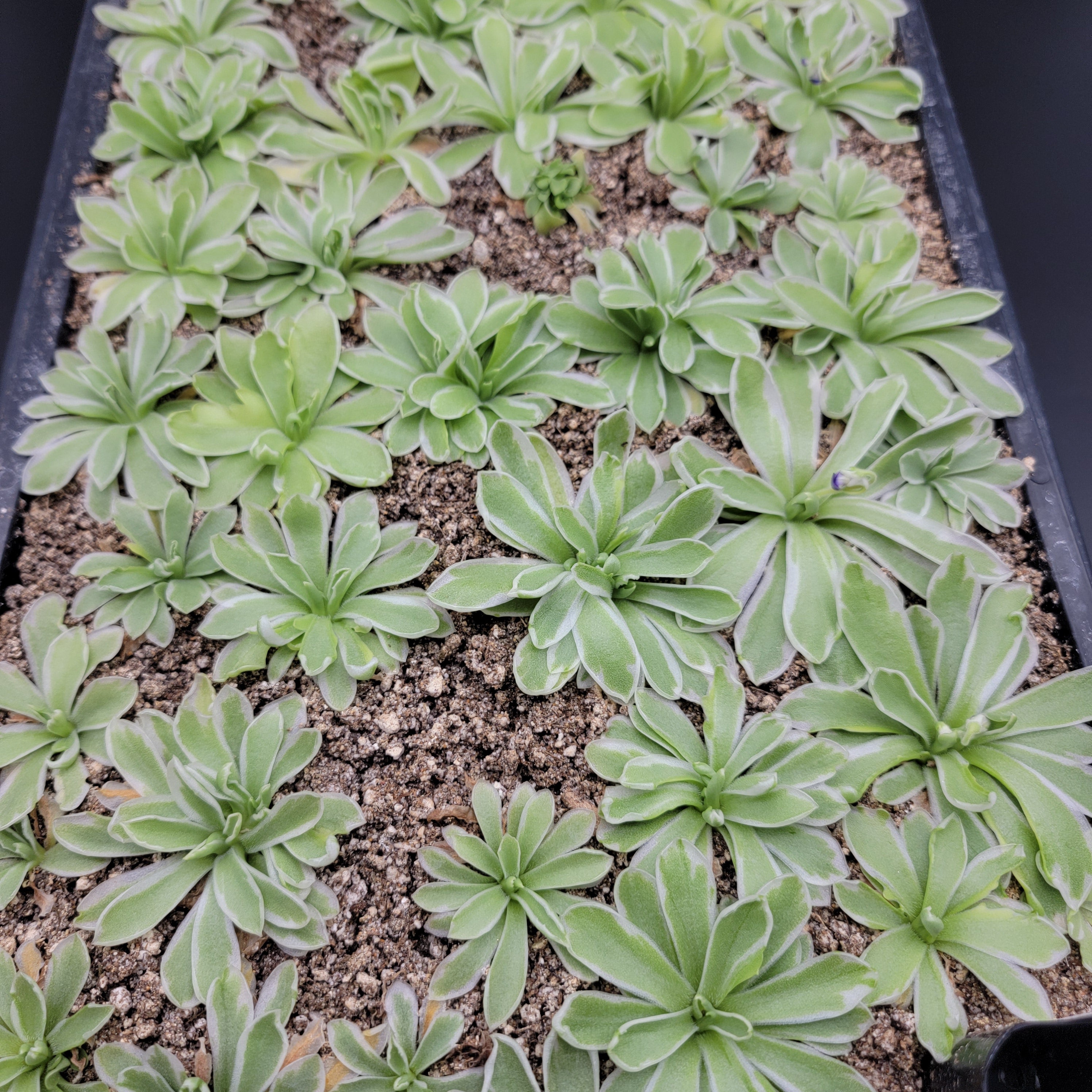 Pinguicula "Snow Queen" -Butterworts -Rainbow Carnivorous Plants LLC