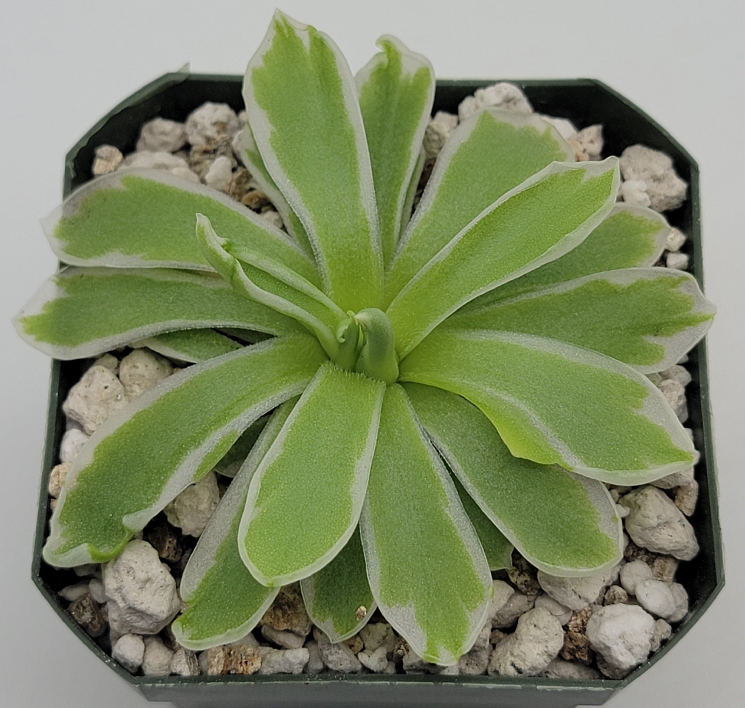 Pinguicula "Snow Queen" -Butterworts -Rainbow Carnivorous Plants LLC