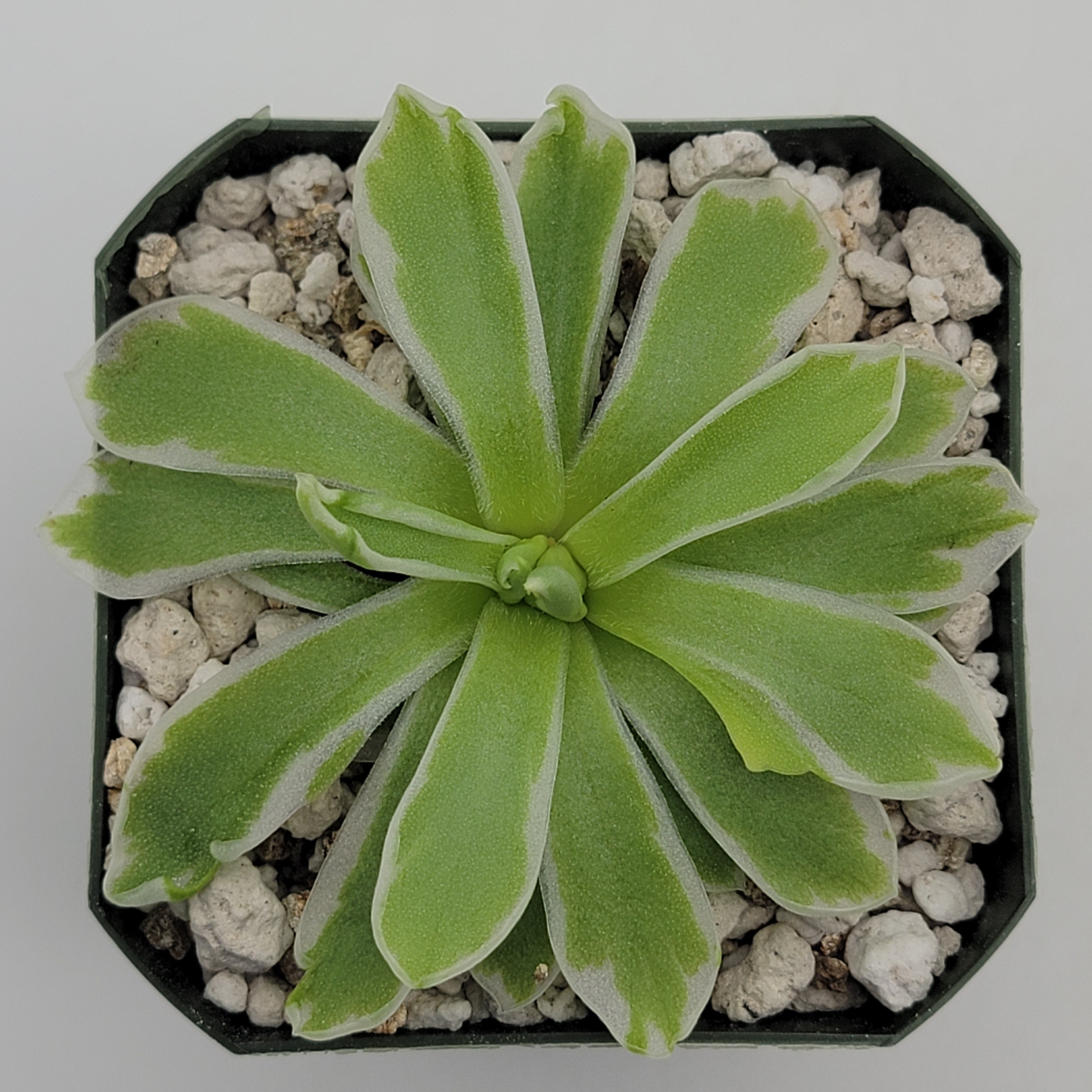 Pinguicula "Snow Queen" -Butterworts -Rainbow Carnivorous Plants LLC