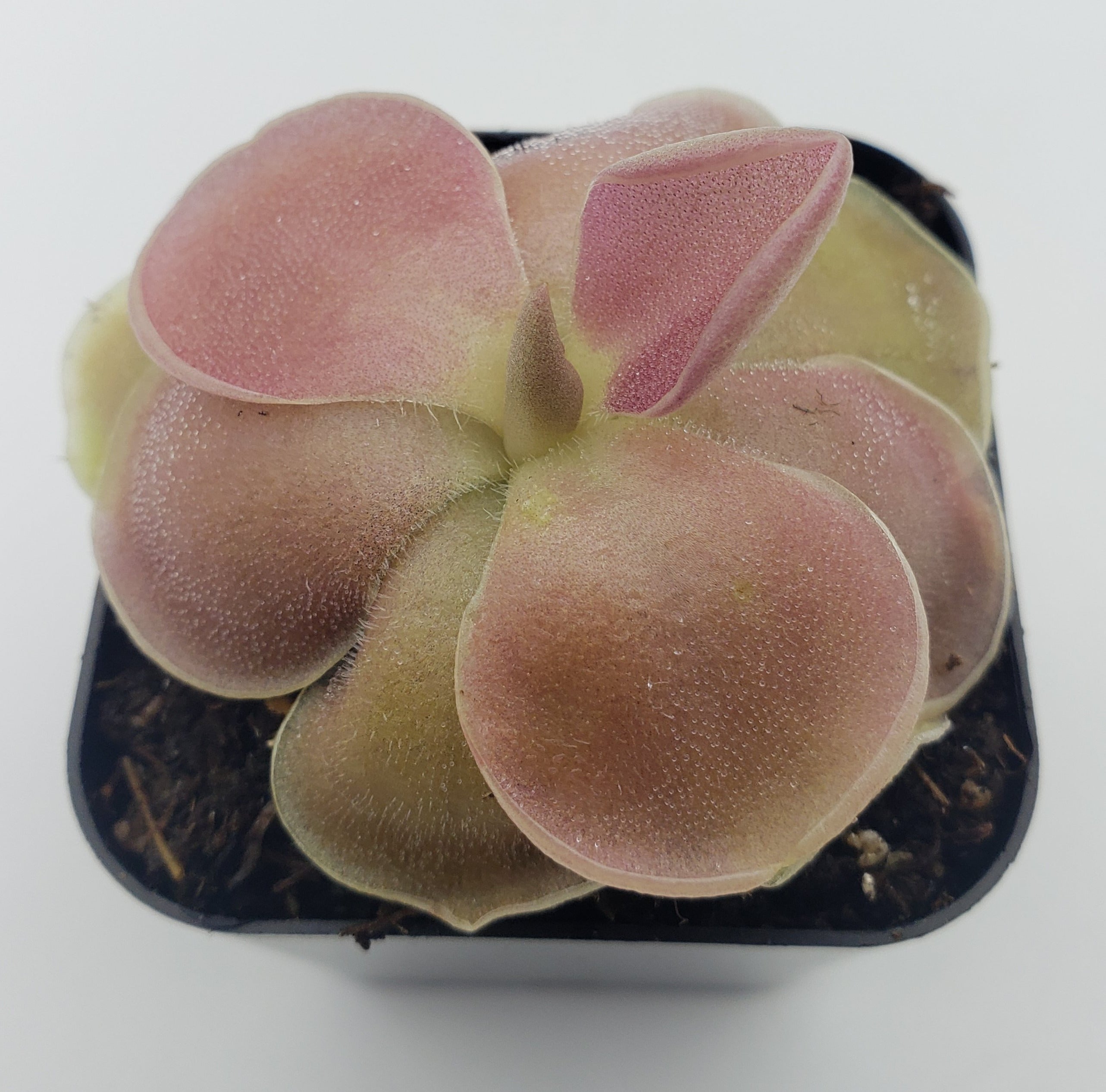 Pinguicula 'Weser' -Butterworts -Rainbow Carnivorous Plants LLC