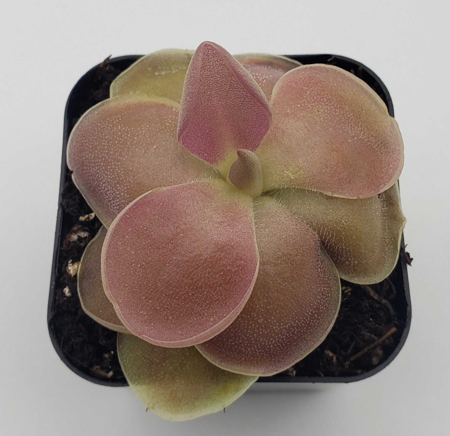 Pinguicula 'Weser' -Butterworts -Rainbow Carnivorous Plants LLC