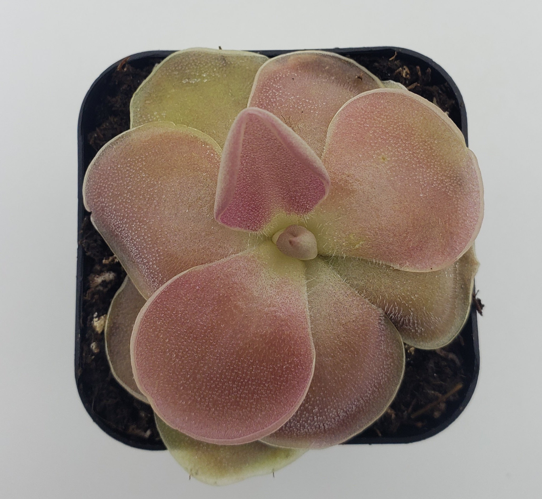 Pinguicula 'Weser' -Butterworts -Rainbow Carnivorous Plants LLC