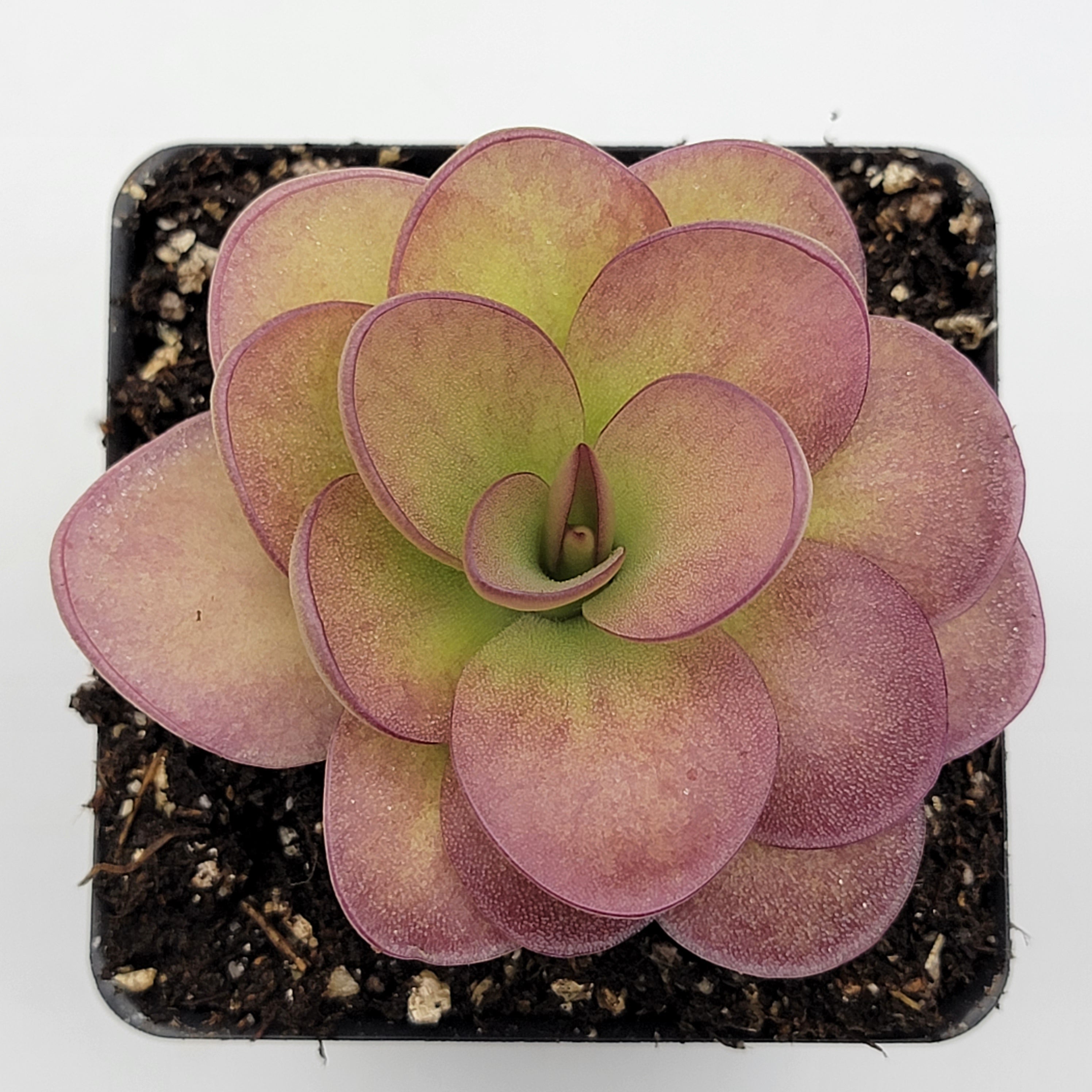Pinguicula 'Weser' x agnata 'El Lobo' -Butterworts -Rainbow Carnivorous Plants LLC