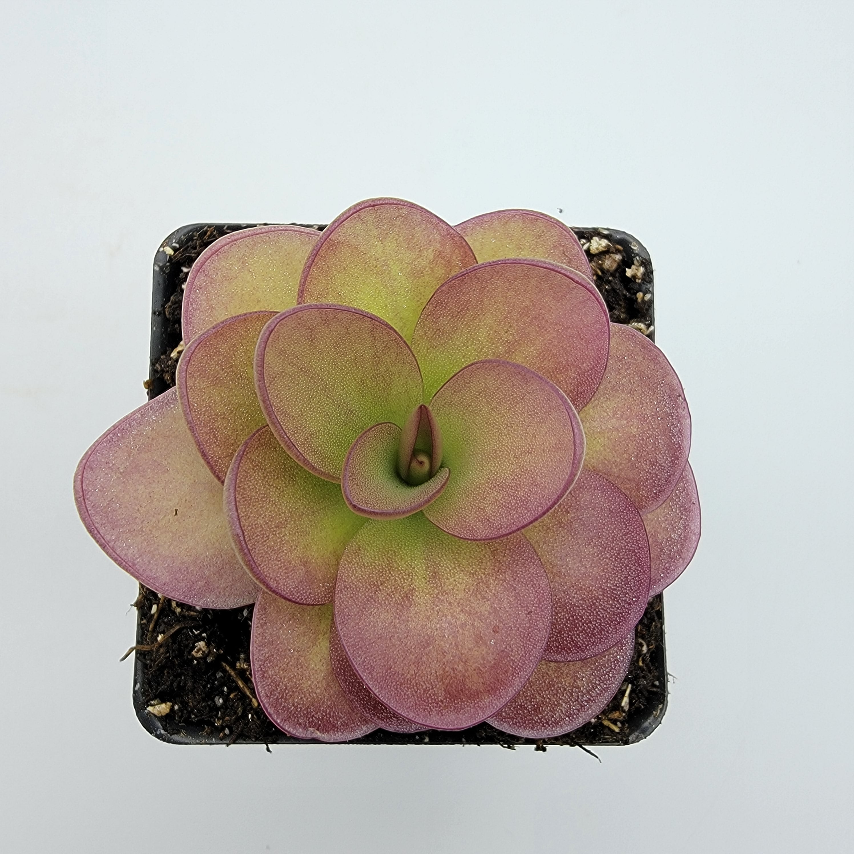 Pinguicula 'Weser' x agnata 'El Lobo' -Butterworts -Rainbow Carnivorous Plants LLC