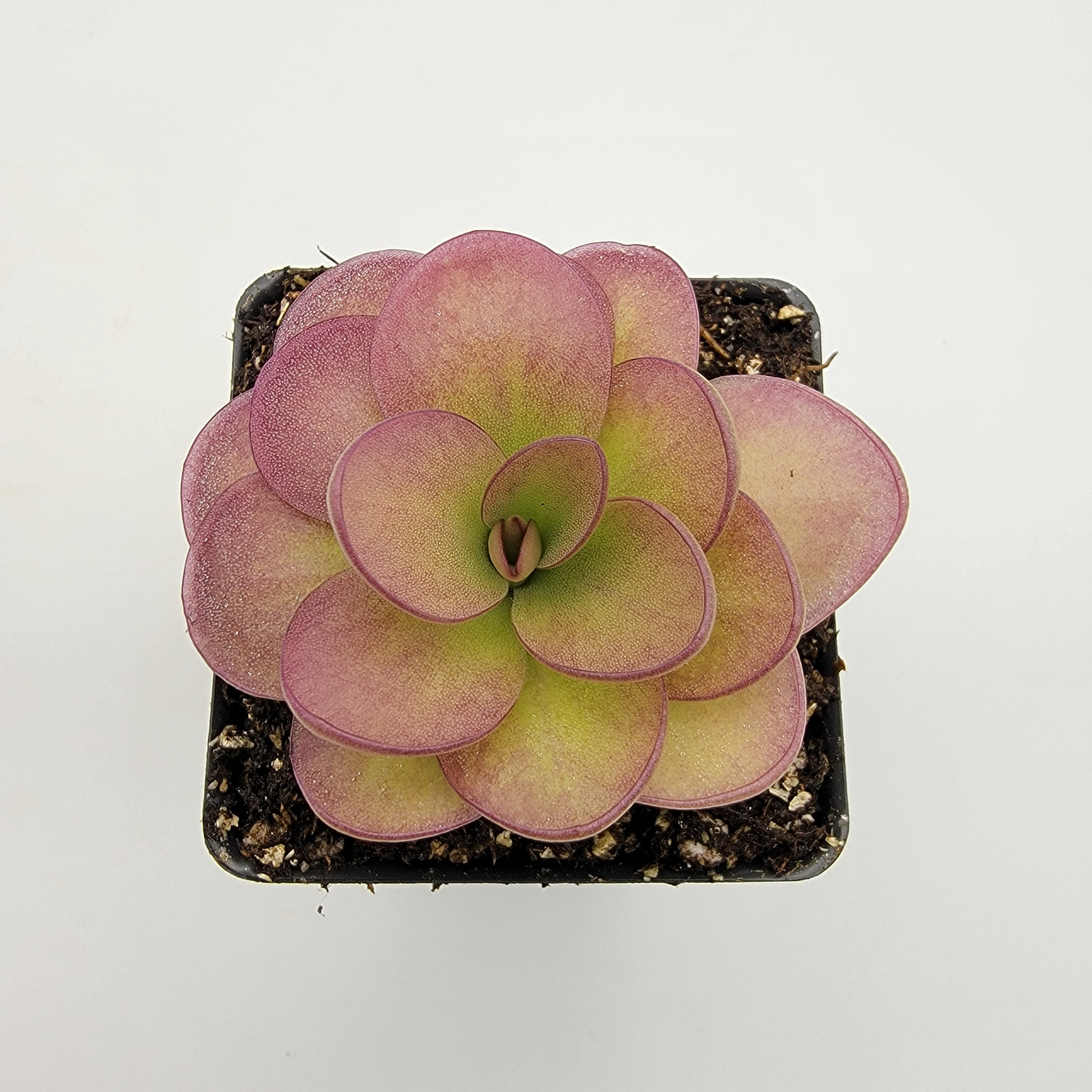 Pinguicula 'Weser' x agnata 'El Lobo' -Butterworts -Rainbow Carnivorous Plants LLC