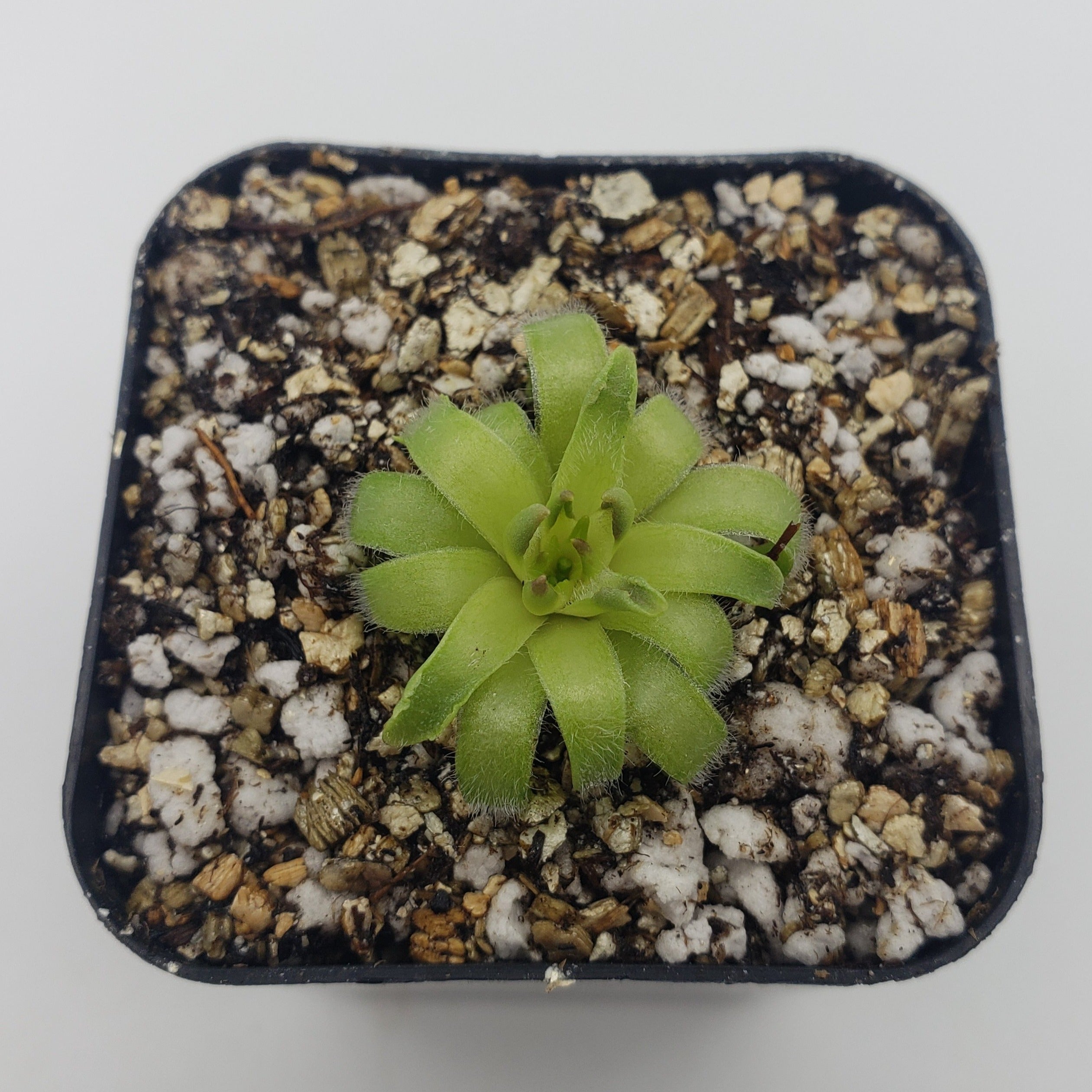 Pinguicula acuminata -Butterworts -Rainbow Carnivorous Plants LLC