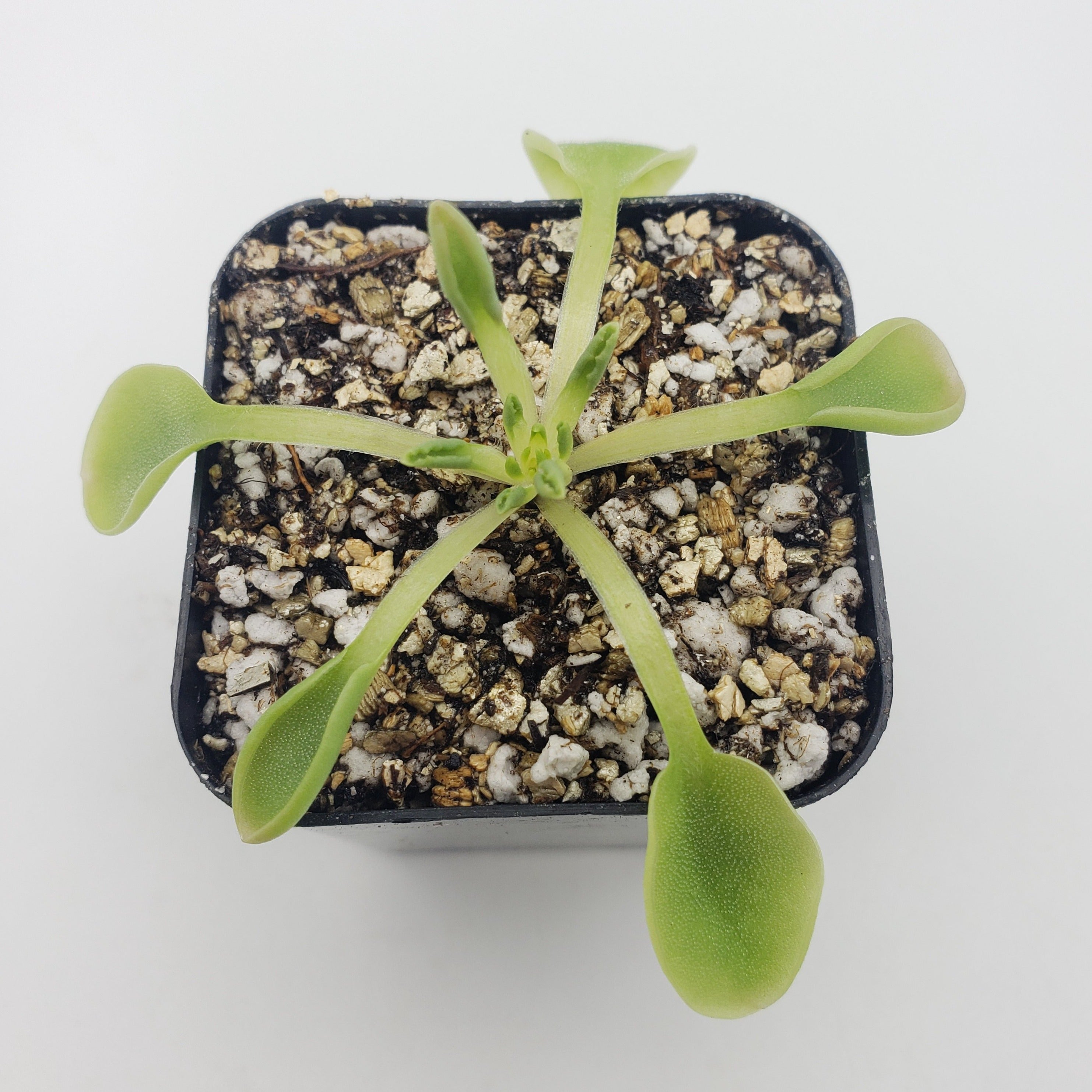 Pinguicula acuminata -Butterworts -Rainbow Carnivorous Plants LLC