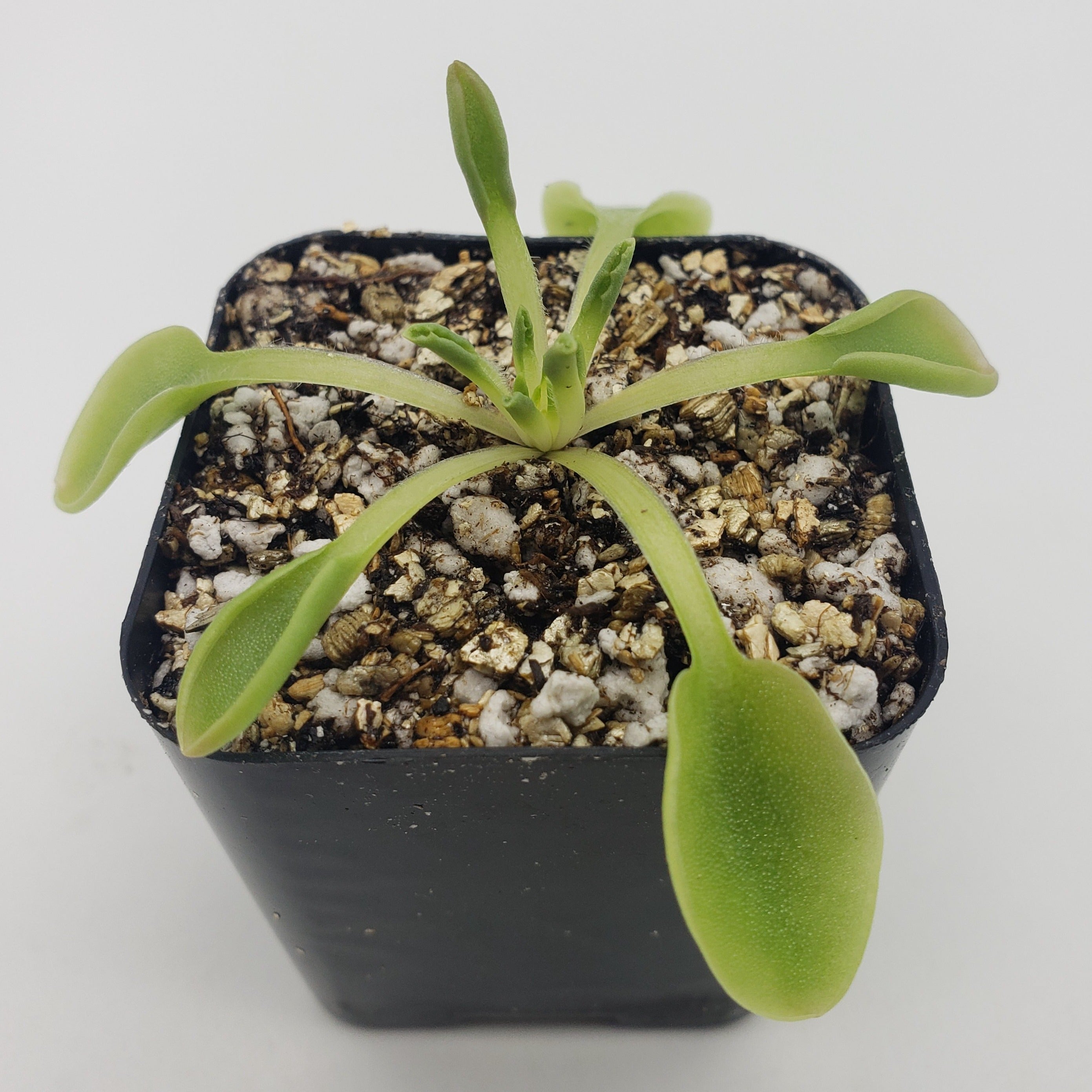 Pinguicula acuminata -Butterworts -Rainbow Carnivorous Plants LLC