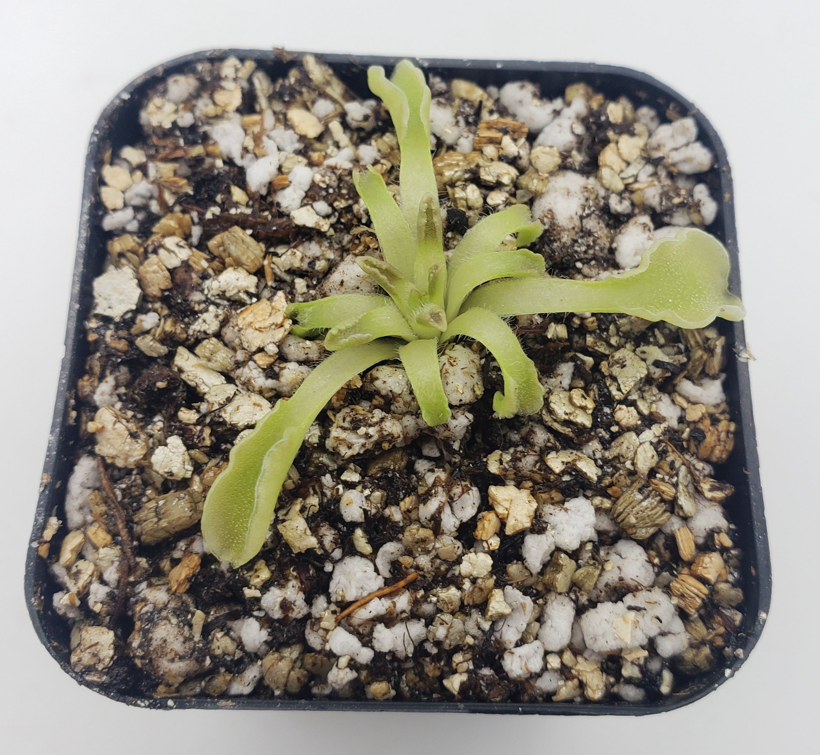 Pinguicula acuminata -Butterworts -Rainbow Carnivorous Plants LLC